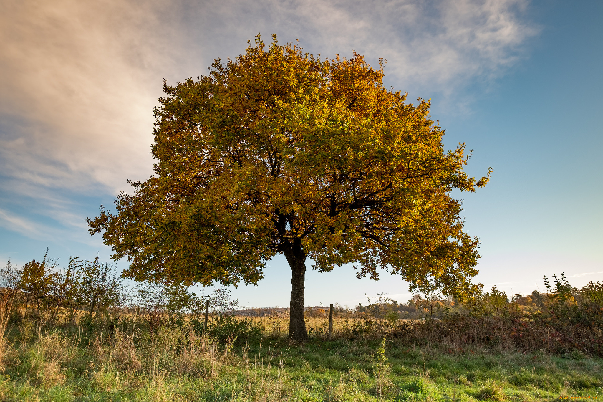 природа, деревья, простор