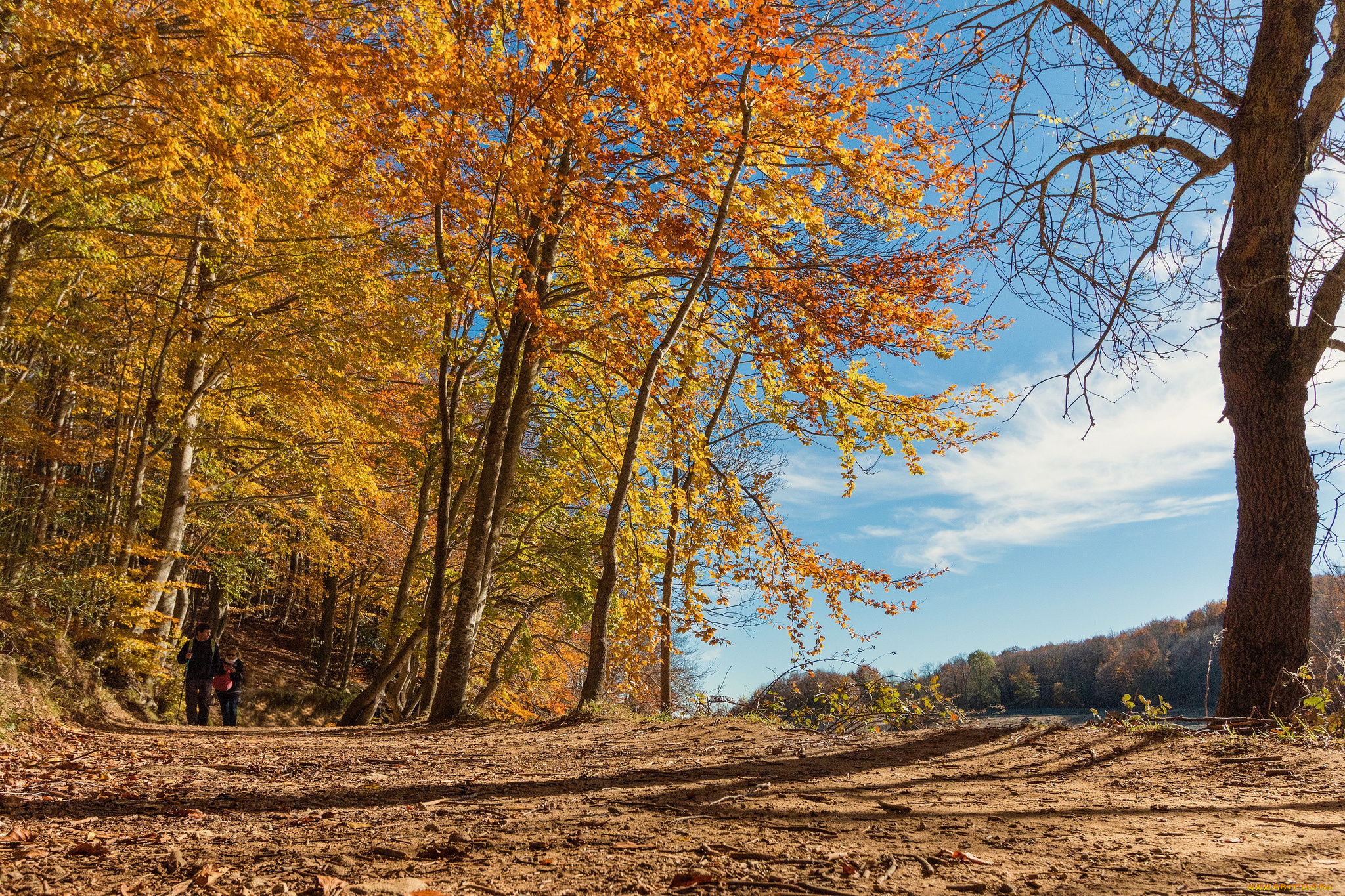 природа, лес, простор