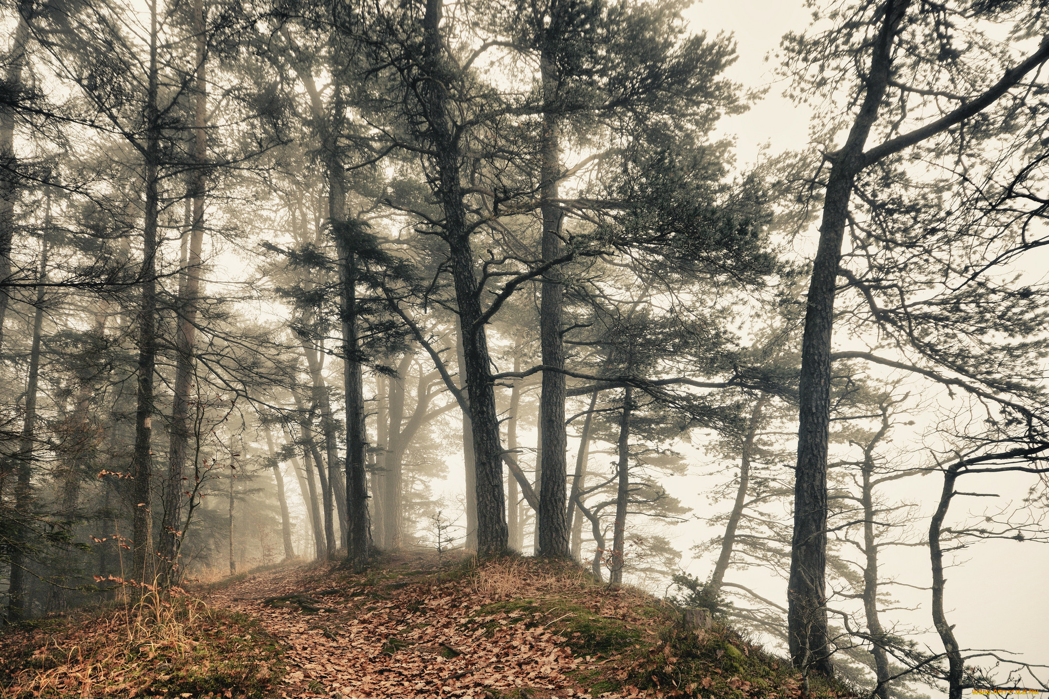 природа, лес, простор