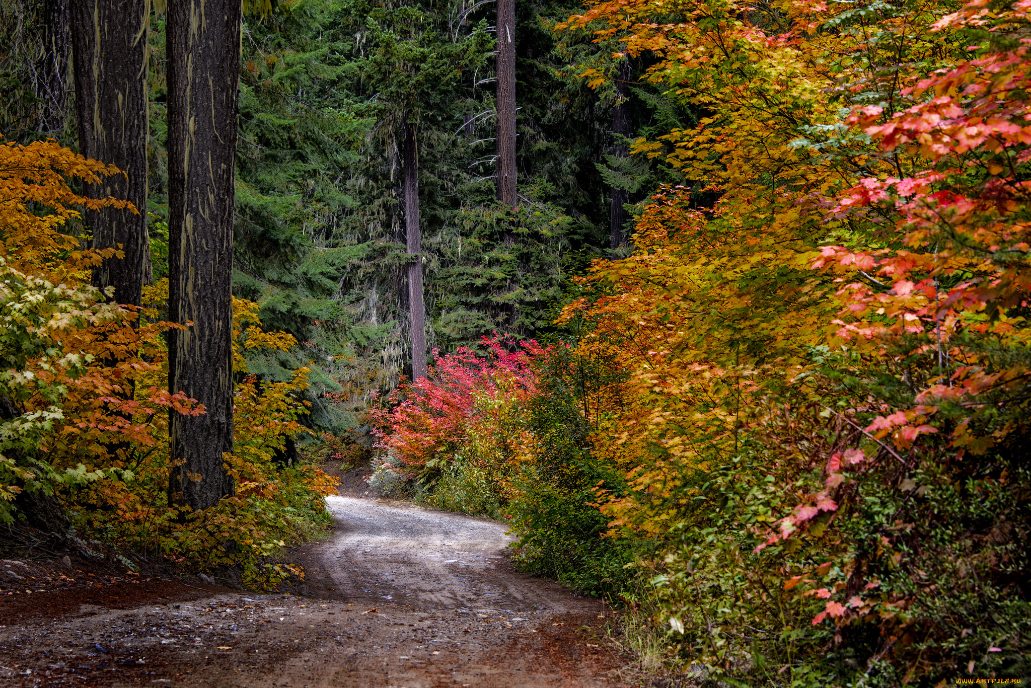 природа, лес, простор