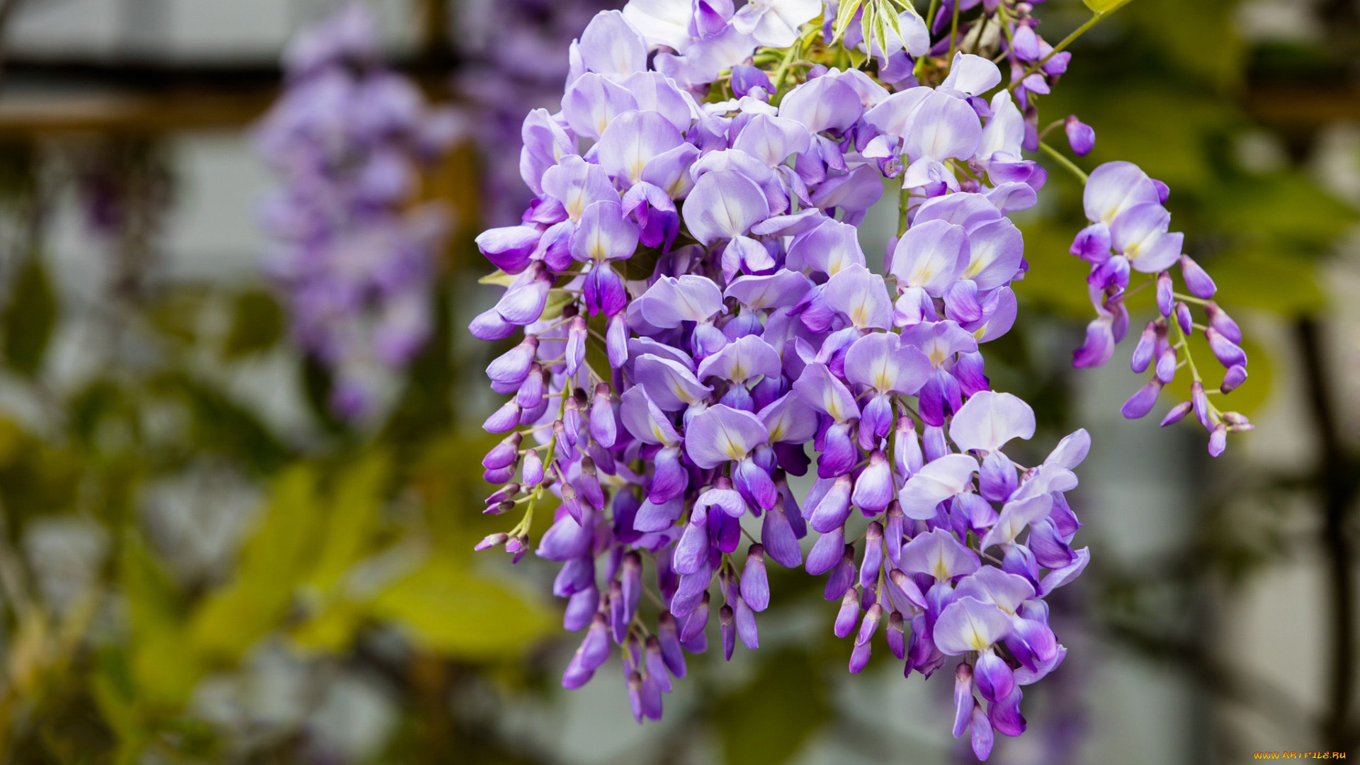 цветы, глициния, вистери