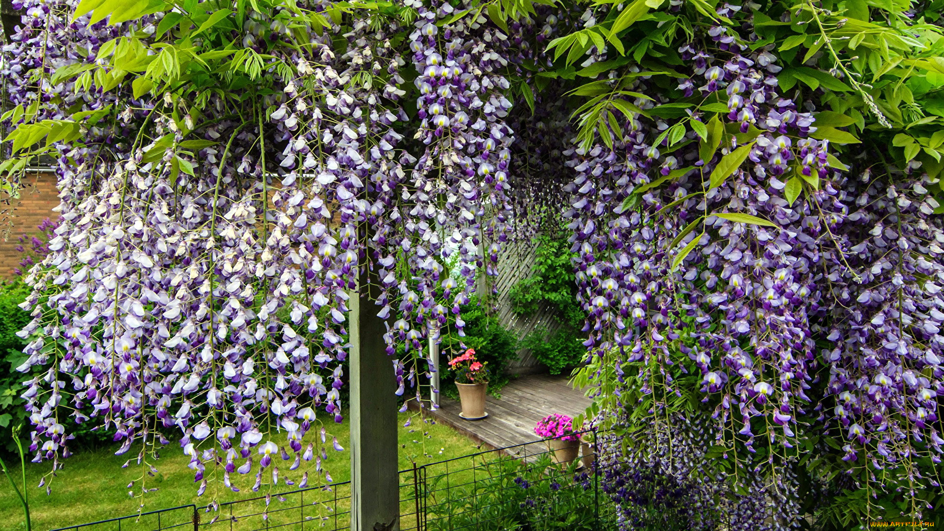 цветы, глициния, вистерия
