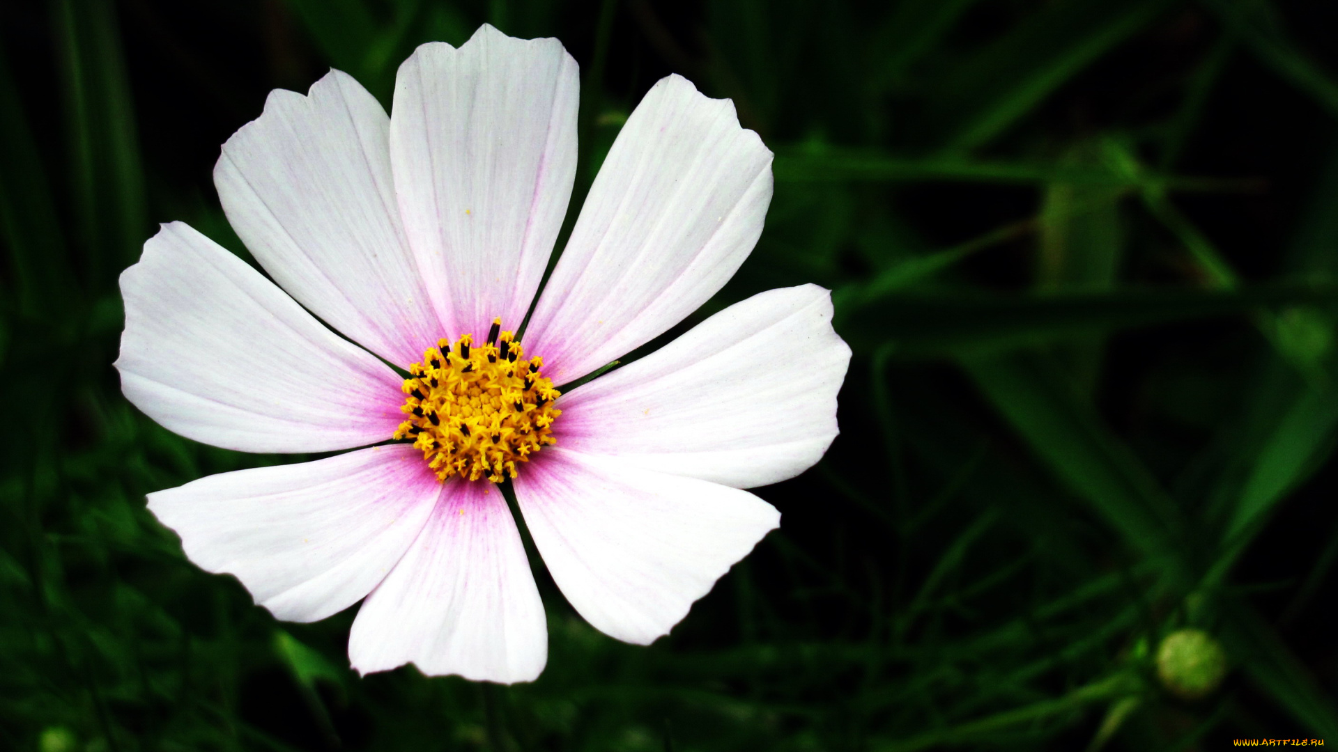 цветы, космея, макро