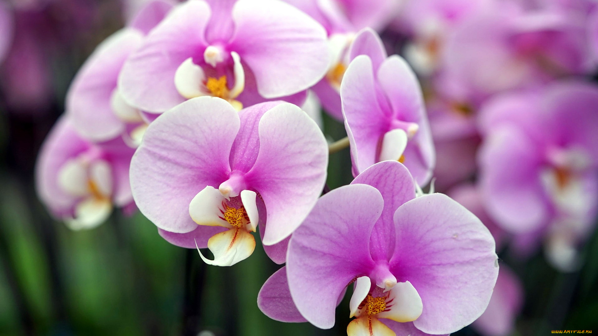 цветы, орхидеи, розовый