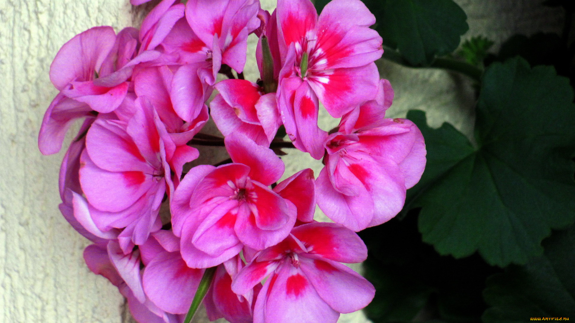 цветы, петунии, , калибрахоа, макро