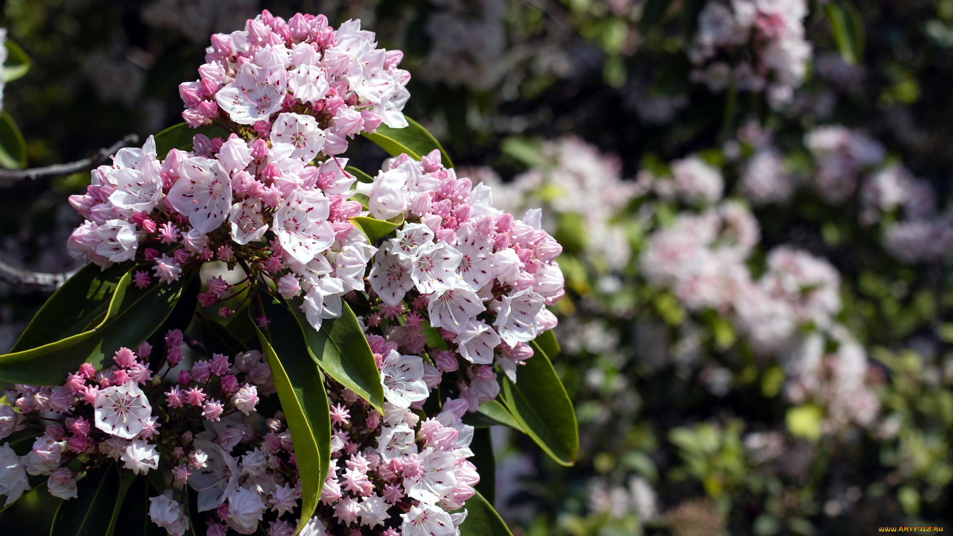 кальмия, широколистная, цветы, цветущие, деревья, , , кустарники, кальмия, широколистная