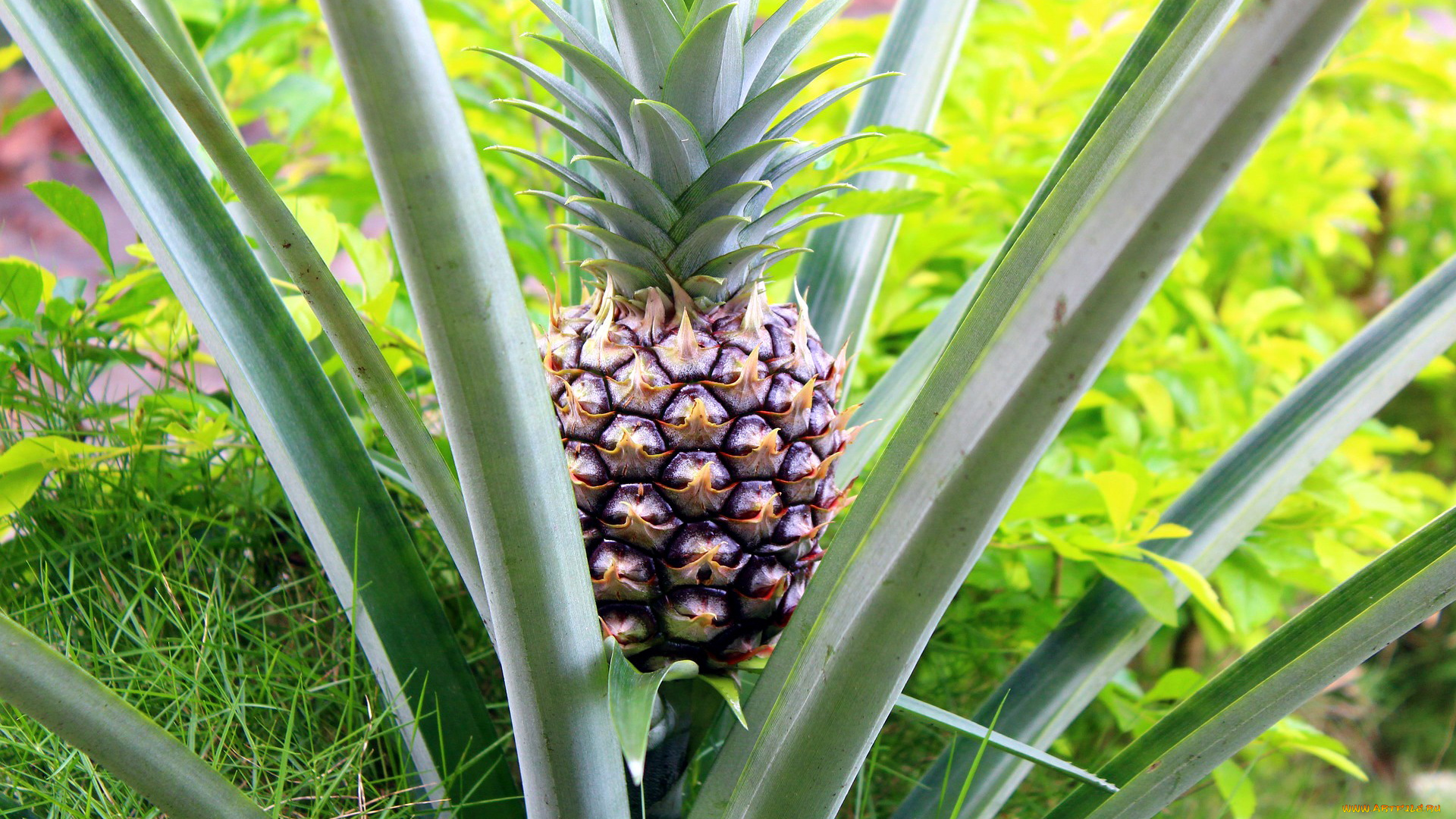 природа, плоды, ананас