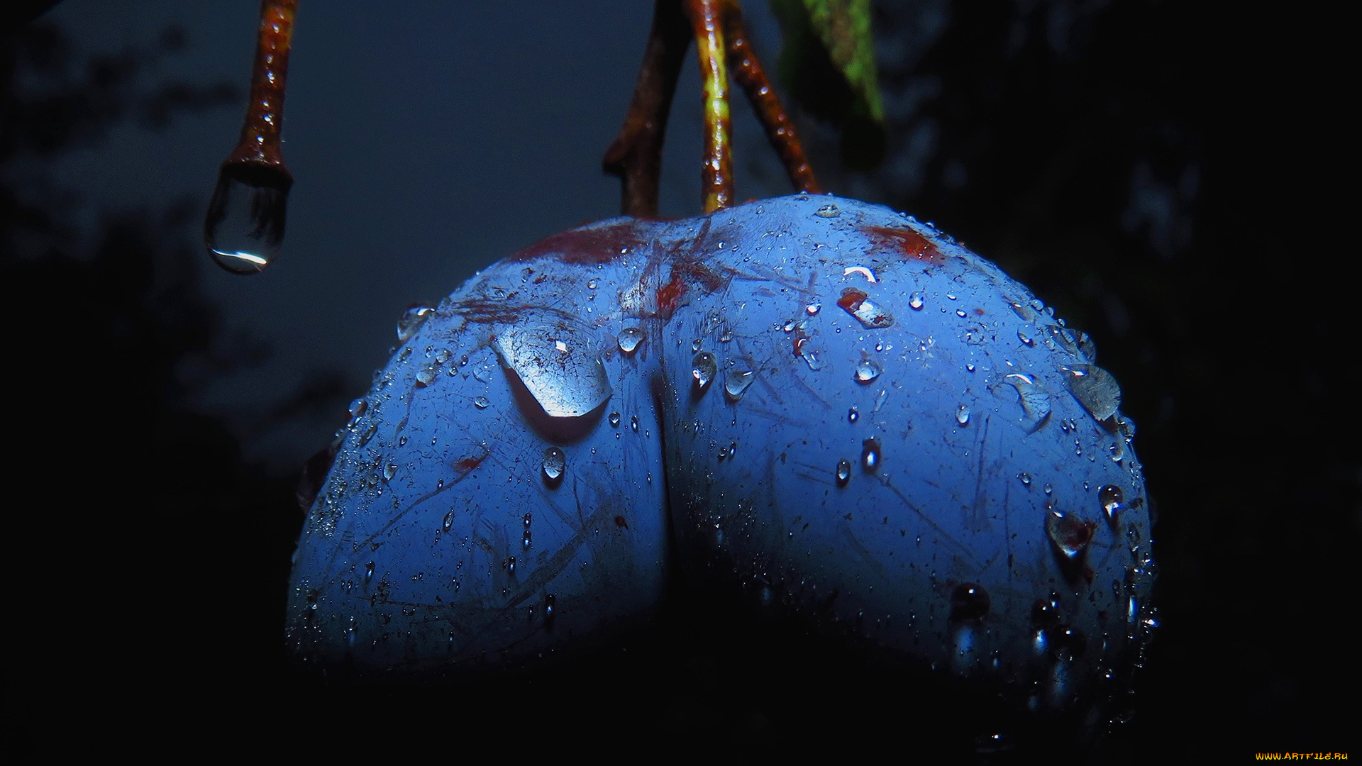 природа, плоды, капли, воды, слива