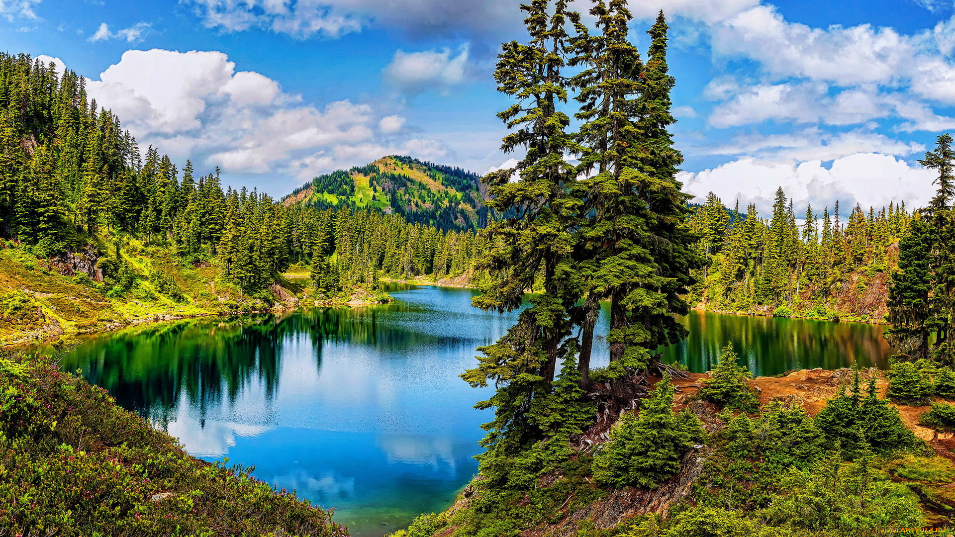 природа, реки, озера, река, деревья