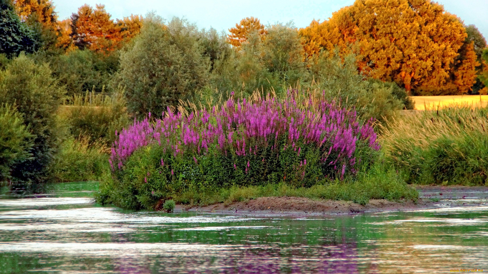 природа, реки, озера, река, деревья, осень