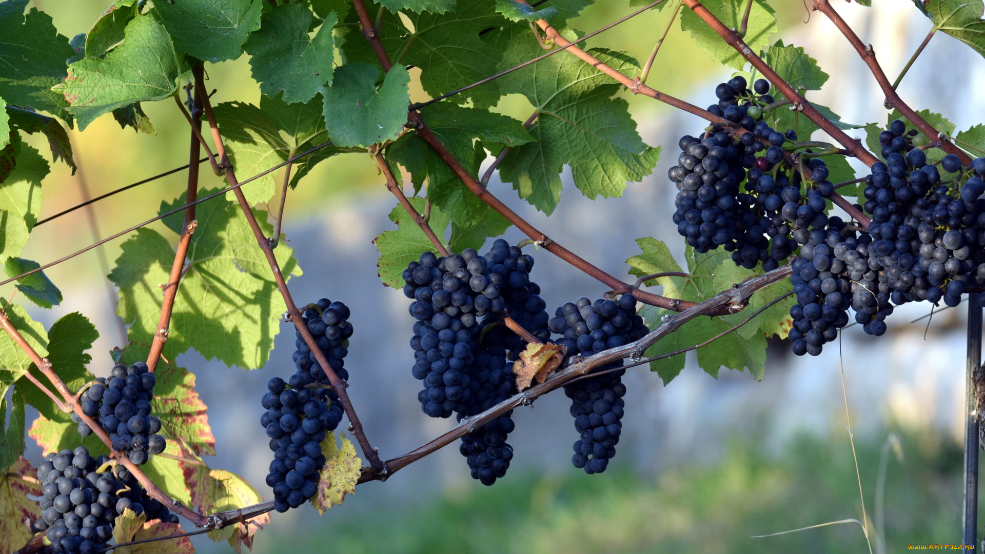 природа, ягоды, , виноград, виноград