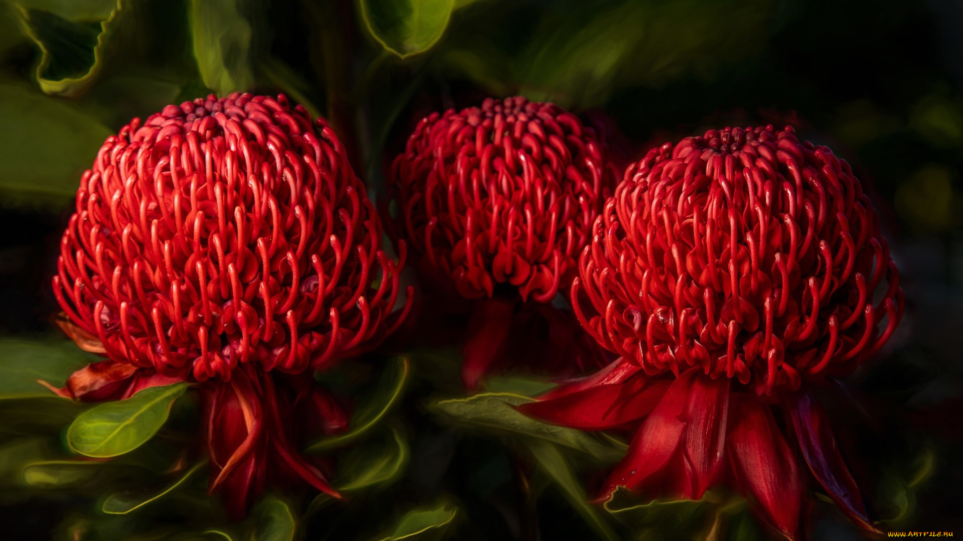 телопея, прекрасная, цветы, телопея, прекрасная