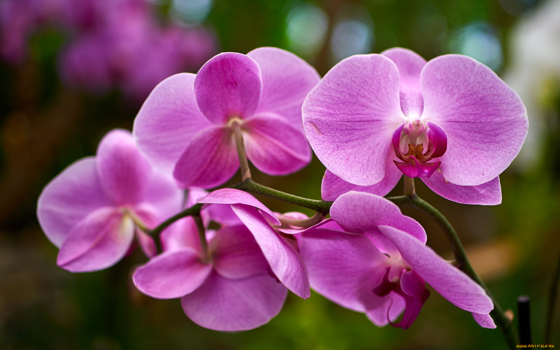 цветы, орхидеи, розовый