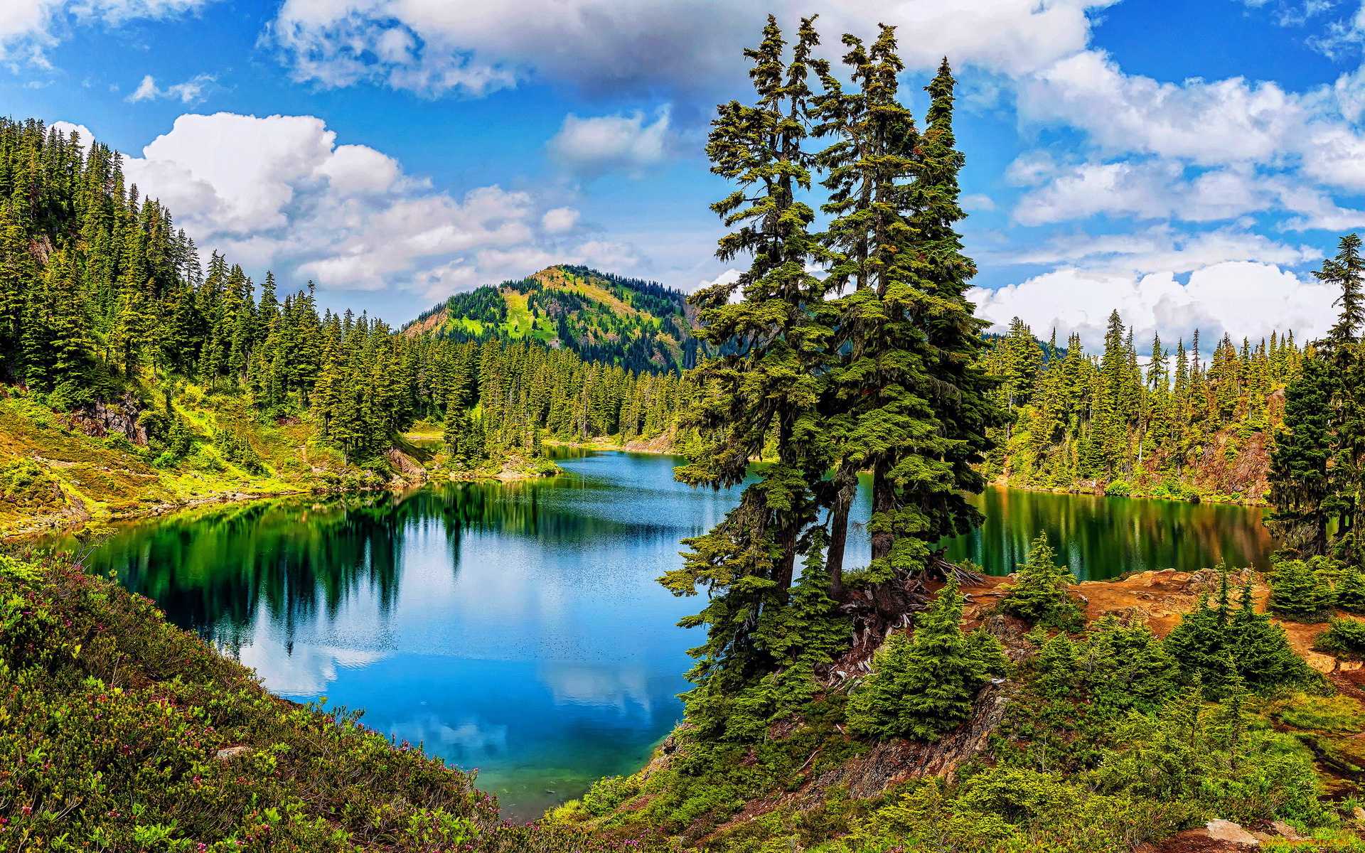 природа, реки, озера, река, деревья