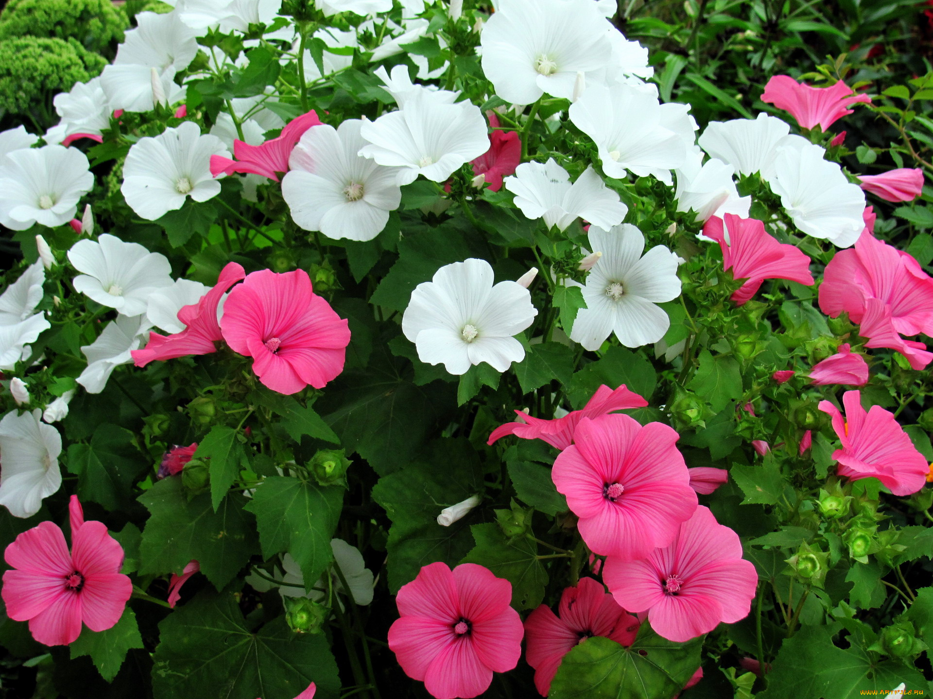 цветы, лаватера, куст