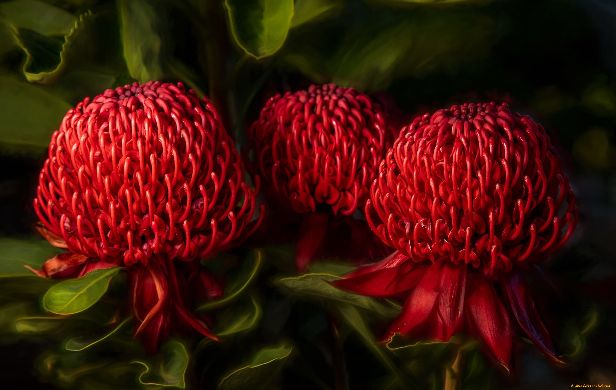 телопея, прекрасная, цветы, телопея, прекрасная