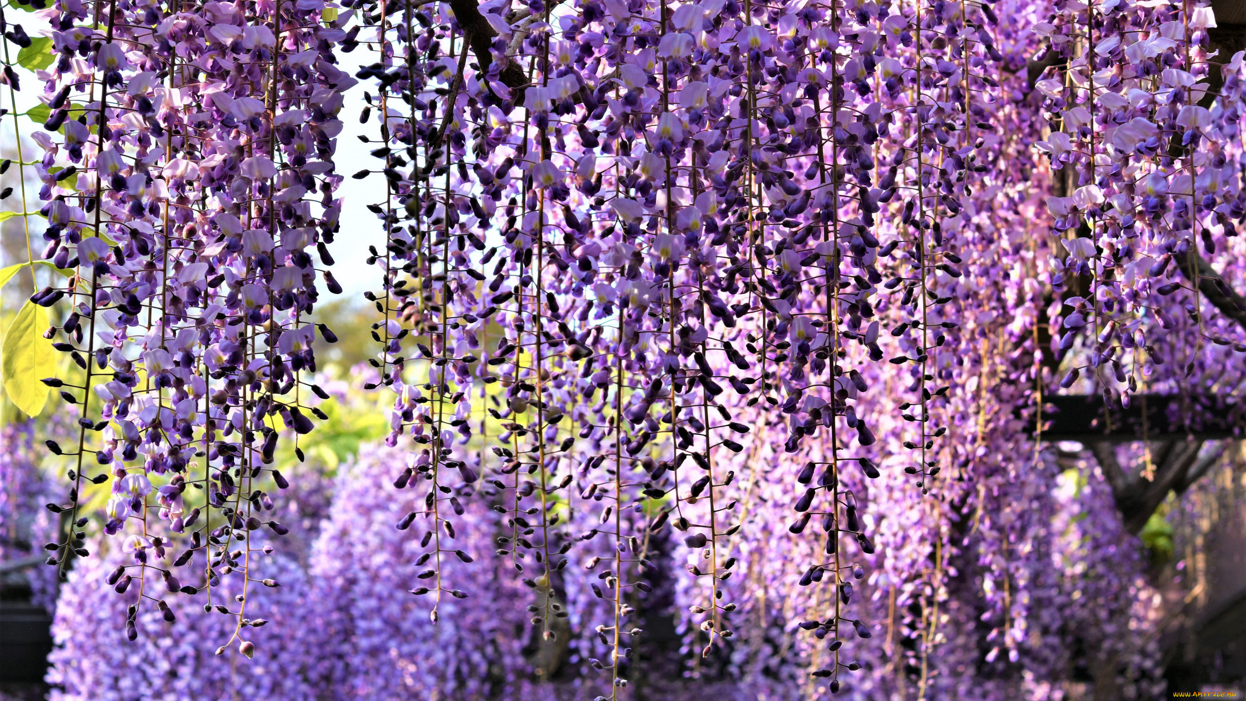 цветы, глициния, вистери
