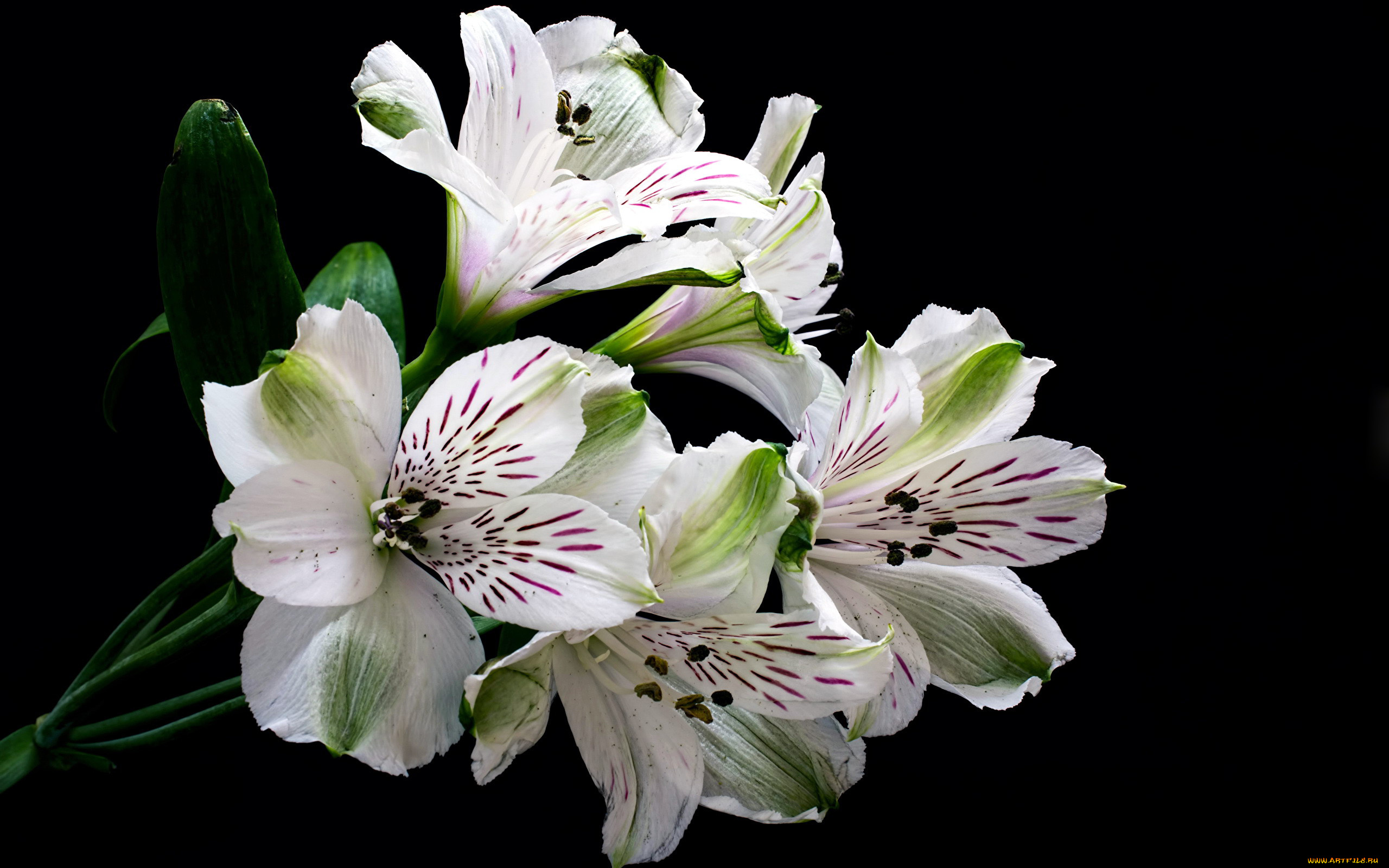 цветы, альстромерия, ветка