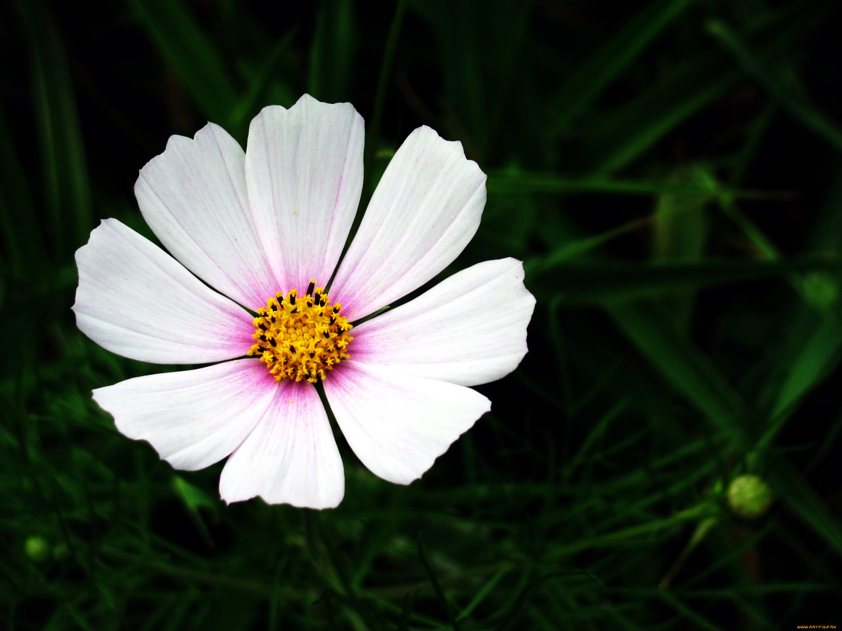 цветы, космея, макро