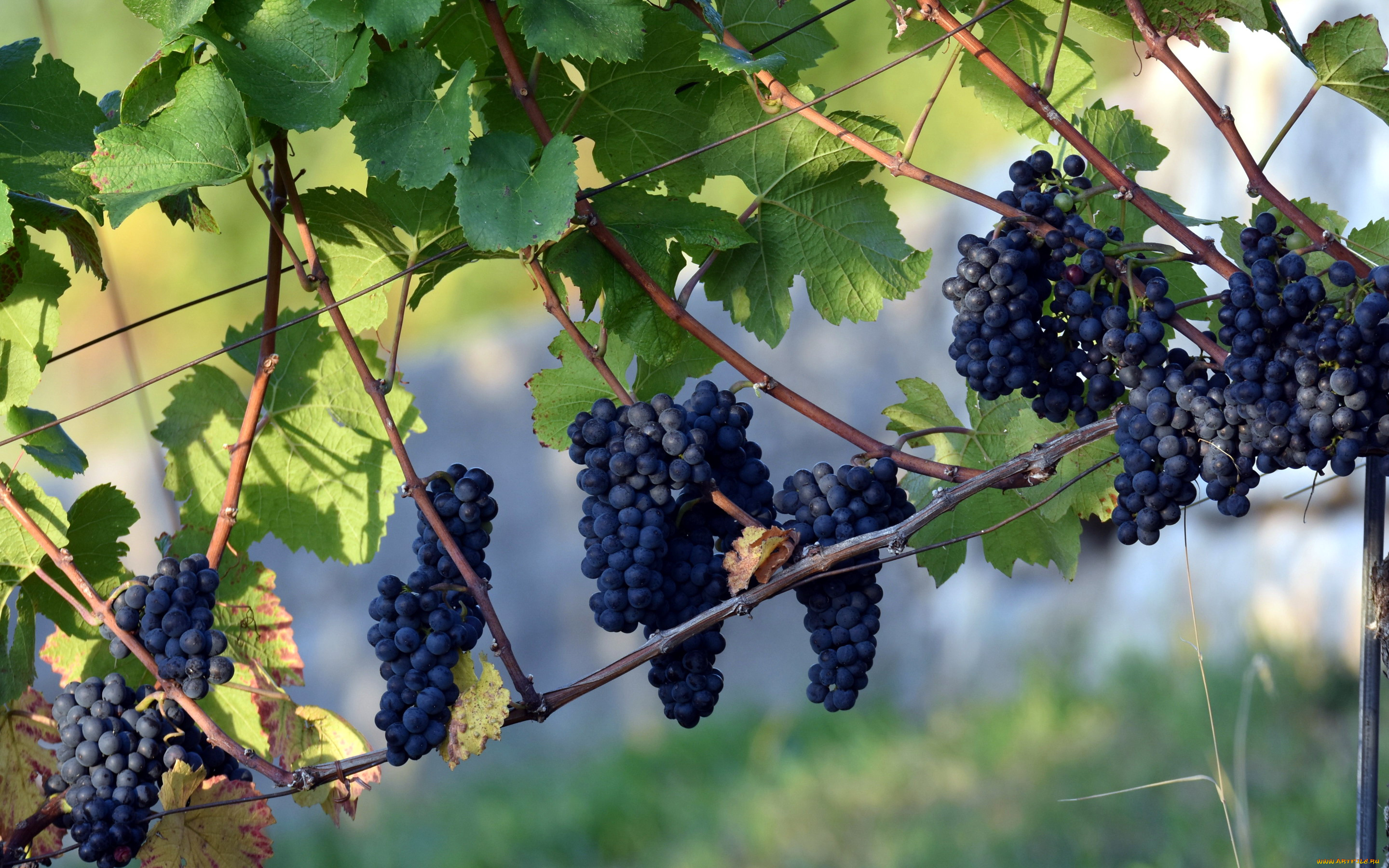 природа, ягоды, , виноград, виноград