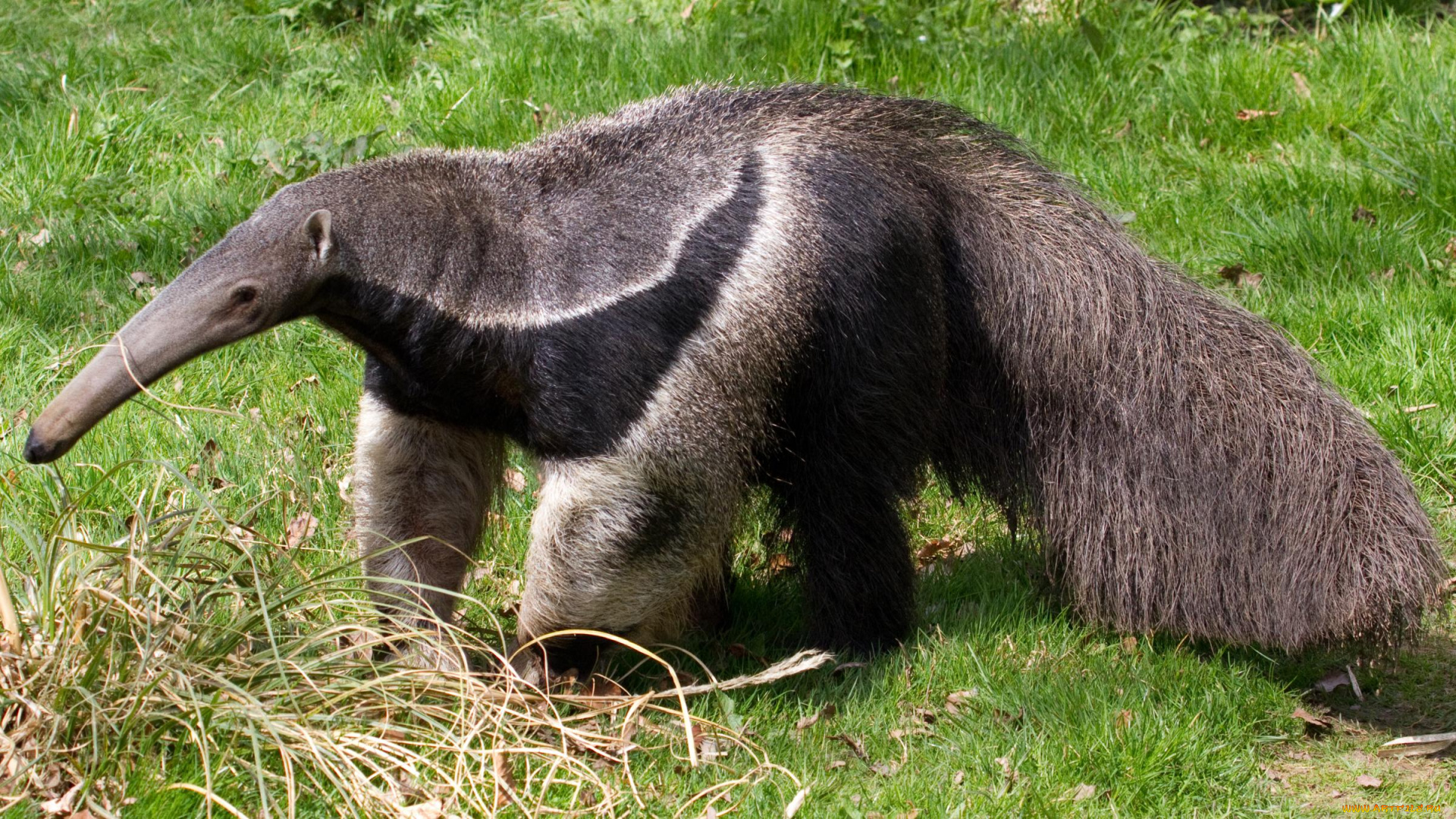 муравьед, животные, муравьеды, млекопитающие, неполнозубые