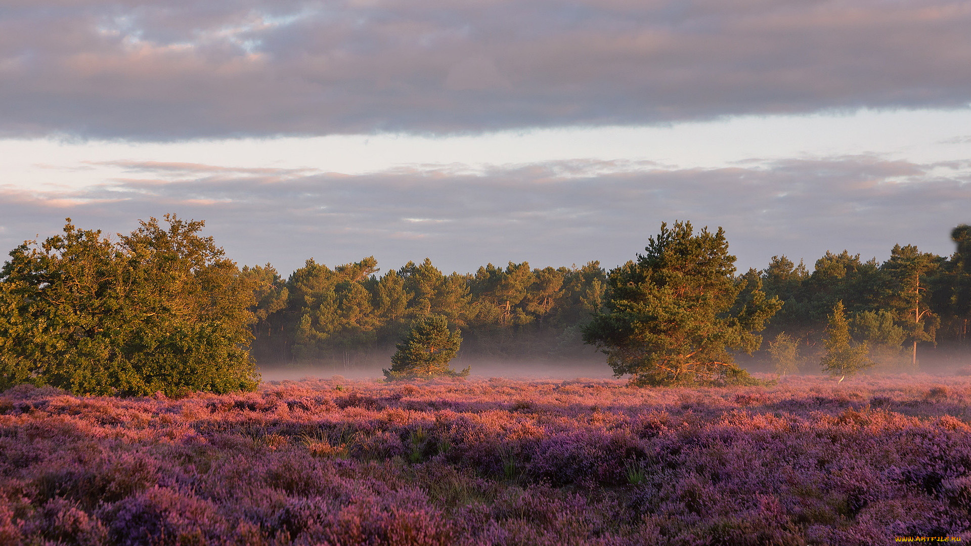 природа, луга, вересковая, пустошь