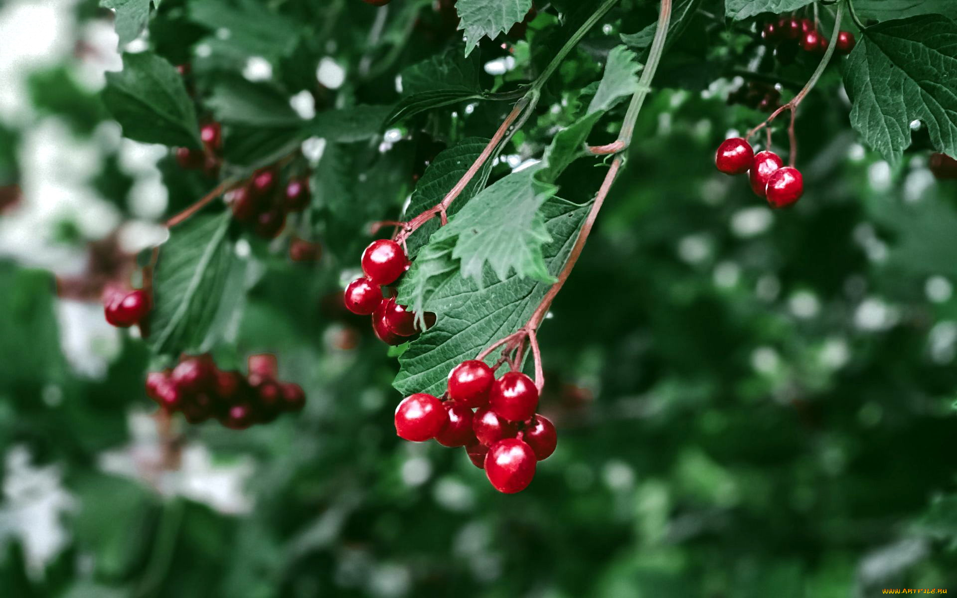 природа, ягоды, , калина, калина