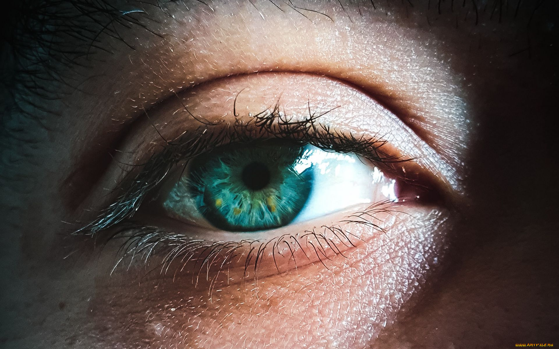 разное, глаза, глаз, макро