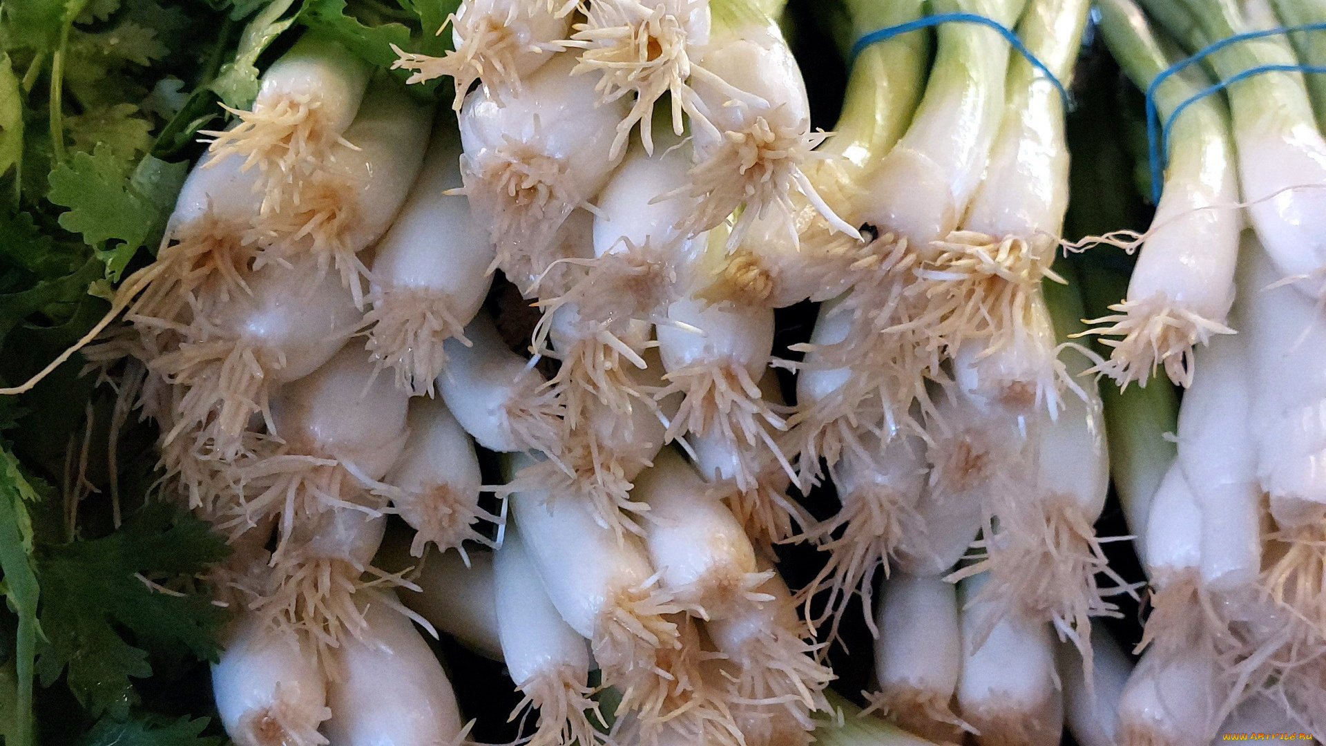 еда, лук, зеленый