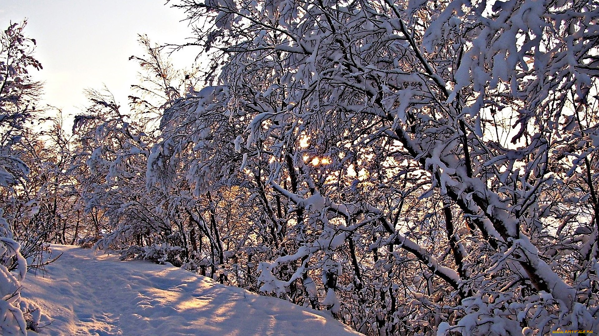 природа, зима, деревья, снег