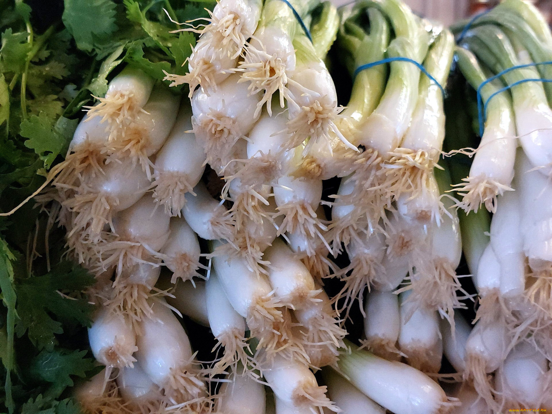 еда, лук, зеленый