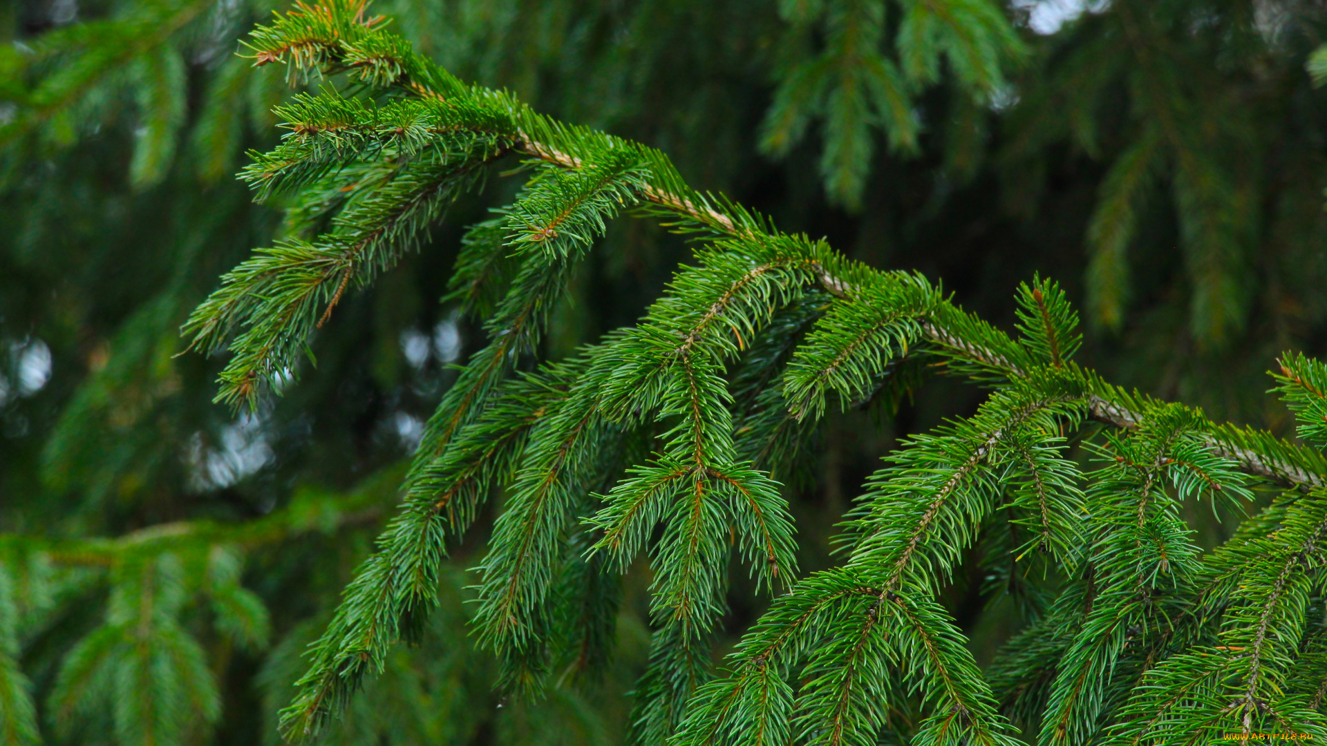 природа, деревья, forest, tree, spruce, twig