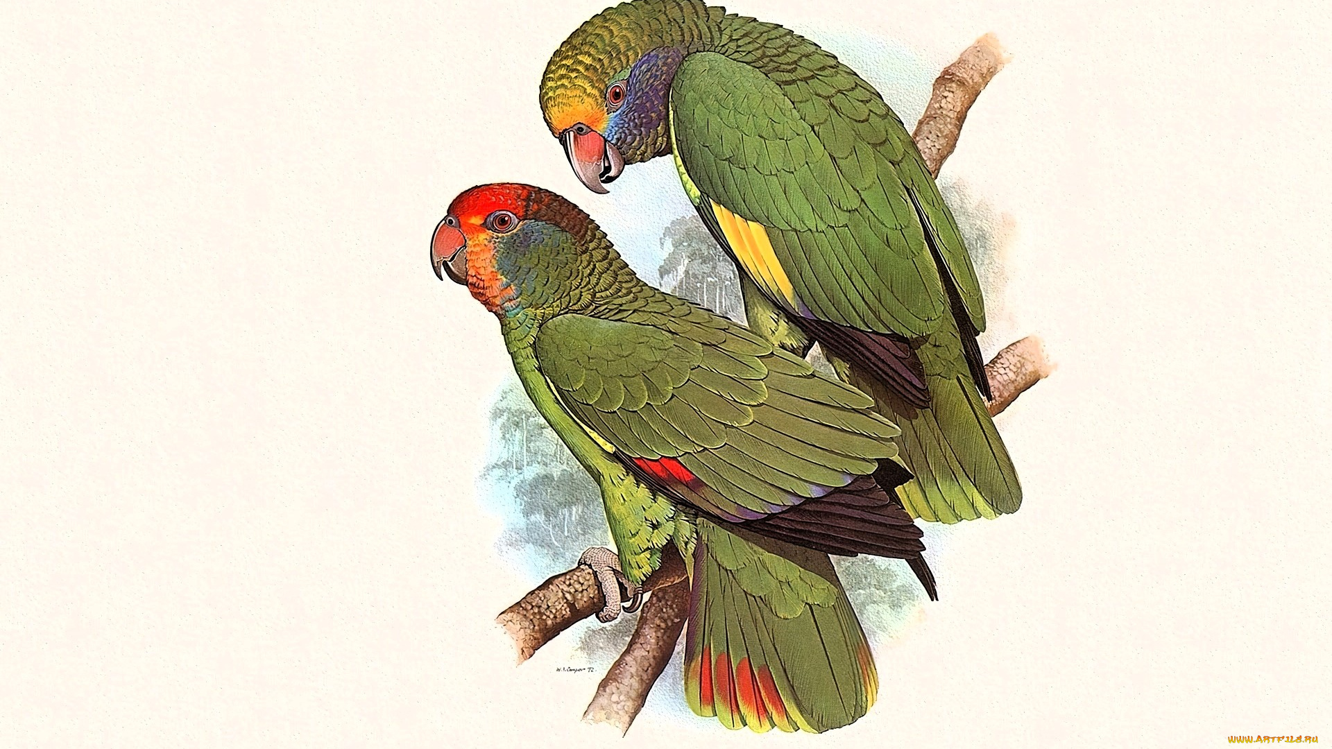 рисованное, животные, , птицы, , попугаи, попугаи, зеленые, ветка, пара