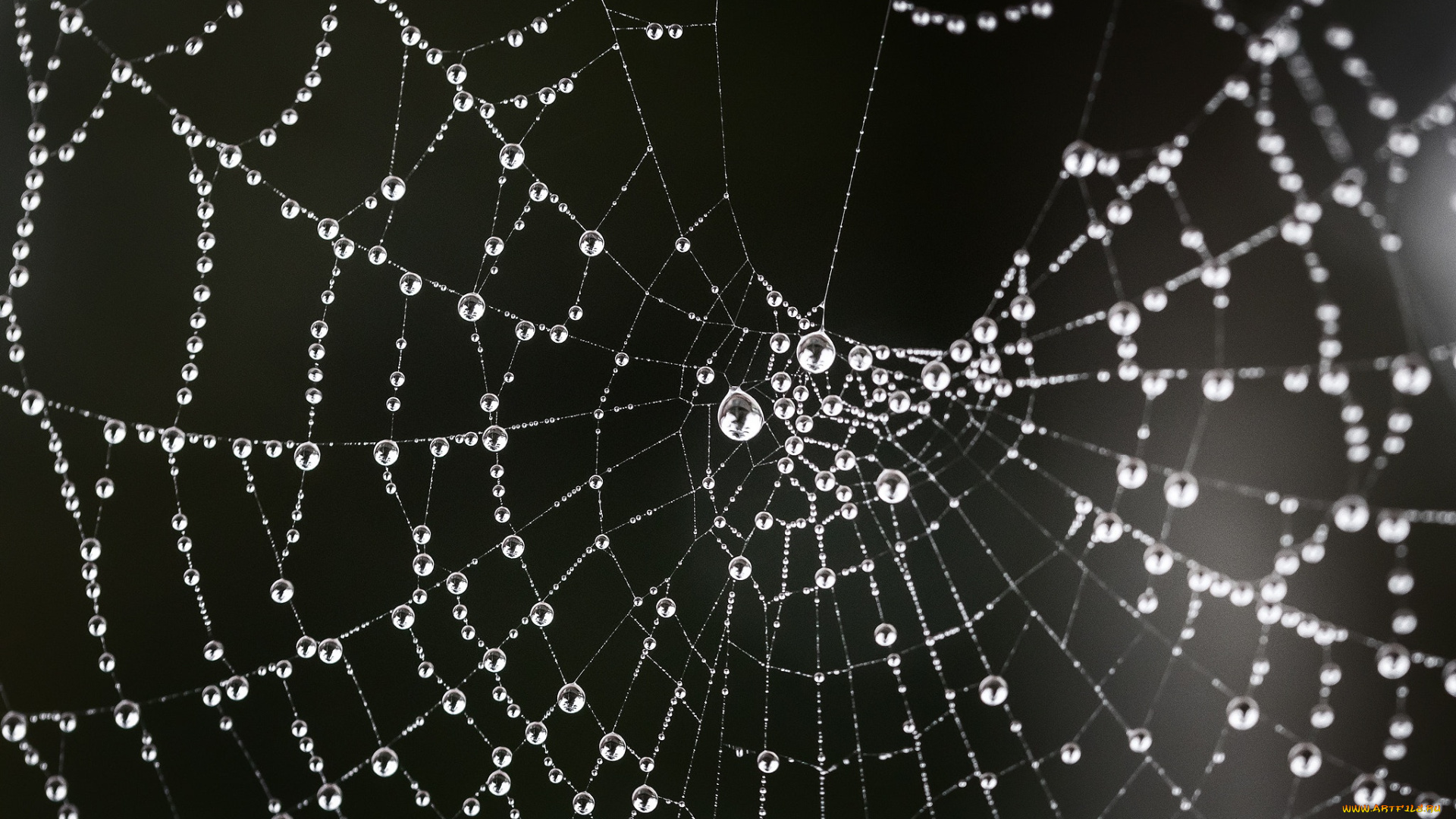 природа, макро, роса, капли, паутина