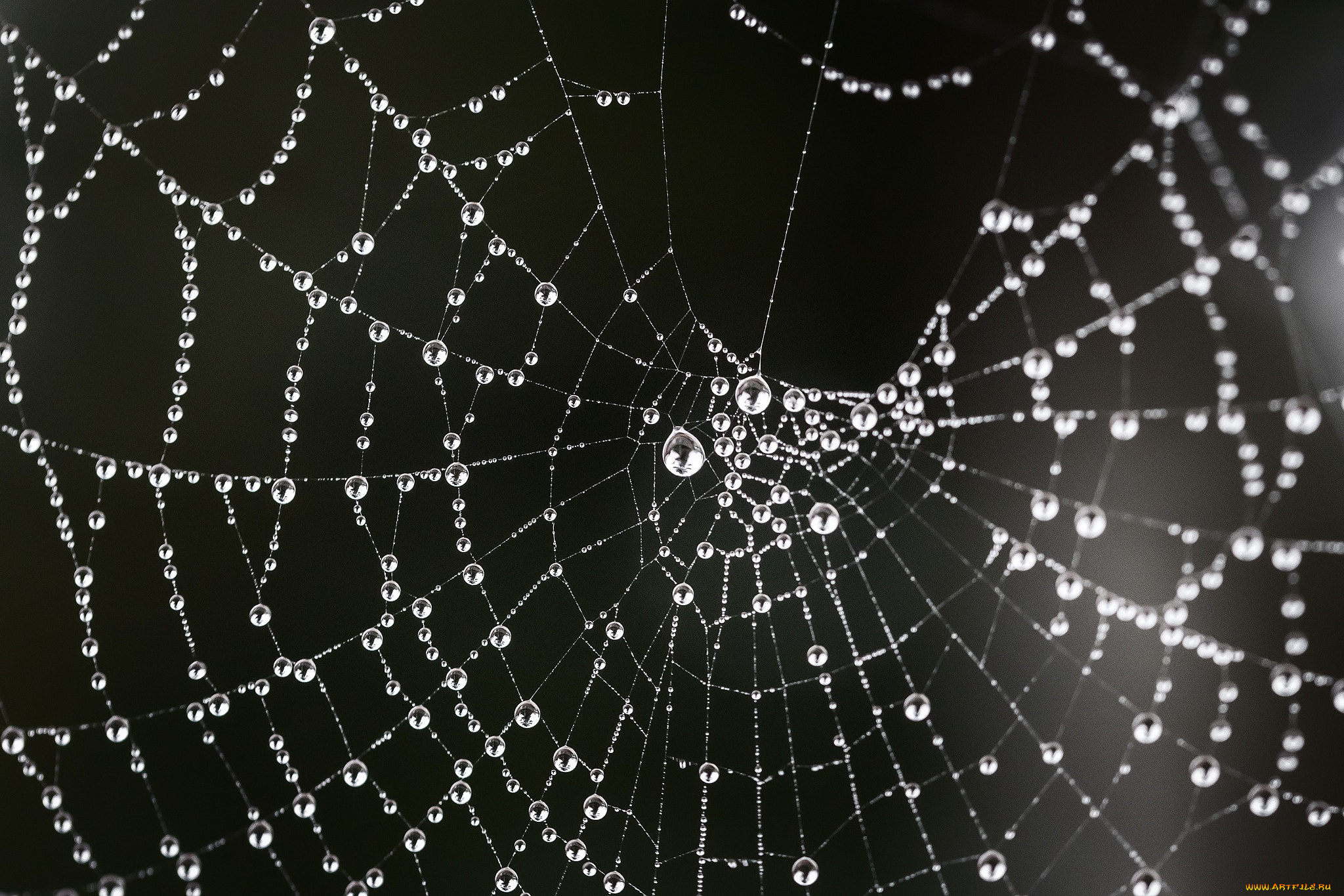 природа, макро, роса, капли, паутина