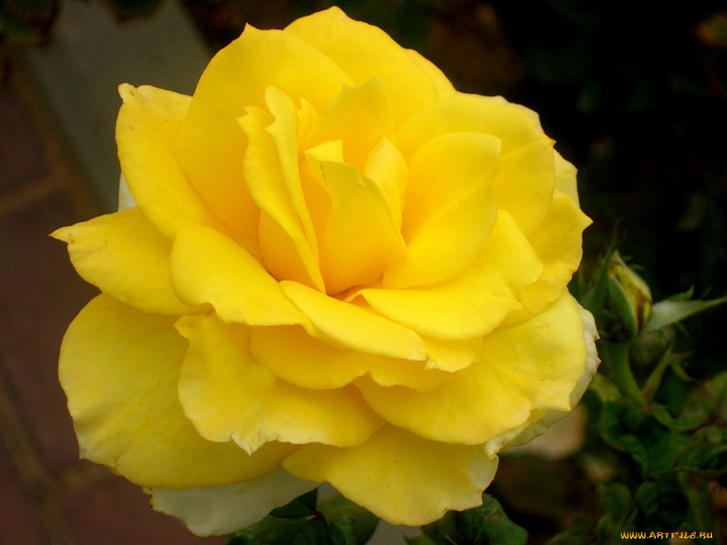 цветы, розы