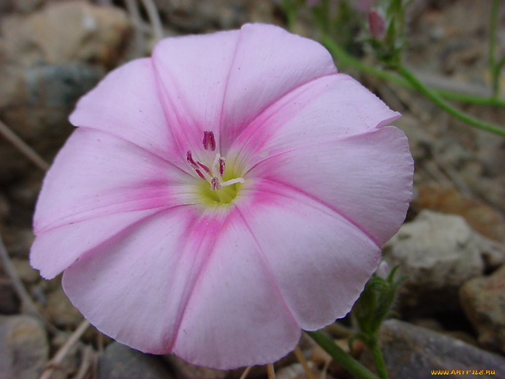 цветы, вьюнки, ипомеи