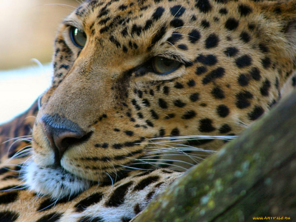 животные, леопарды