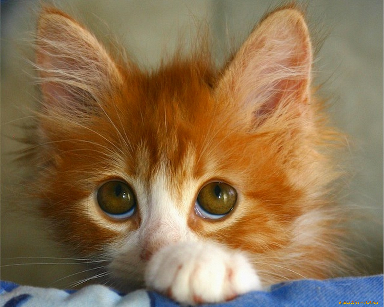 животные, коты