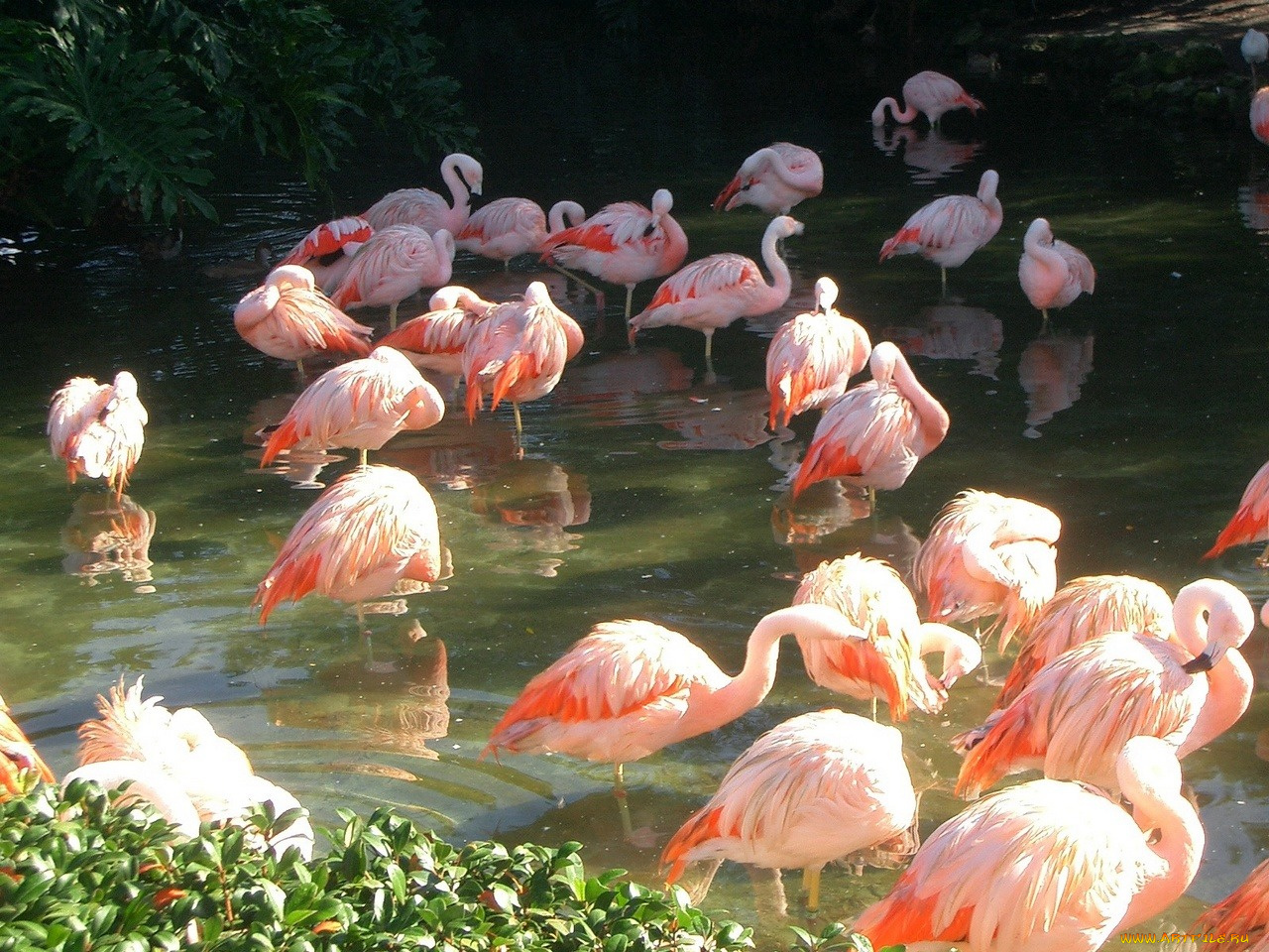 животные, фламинго