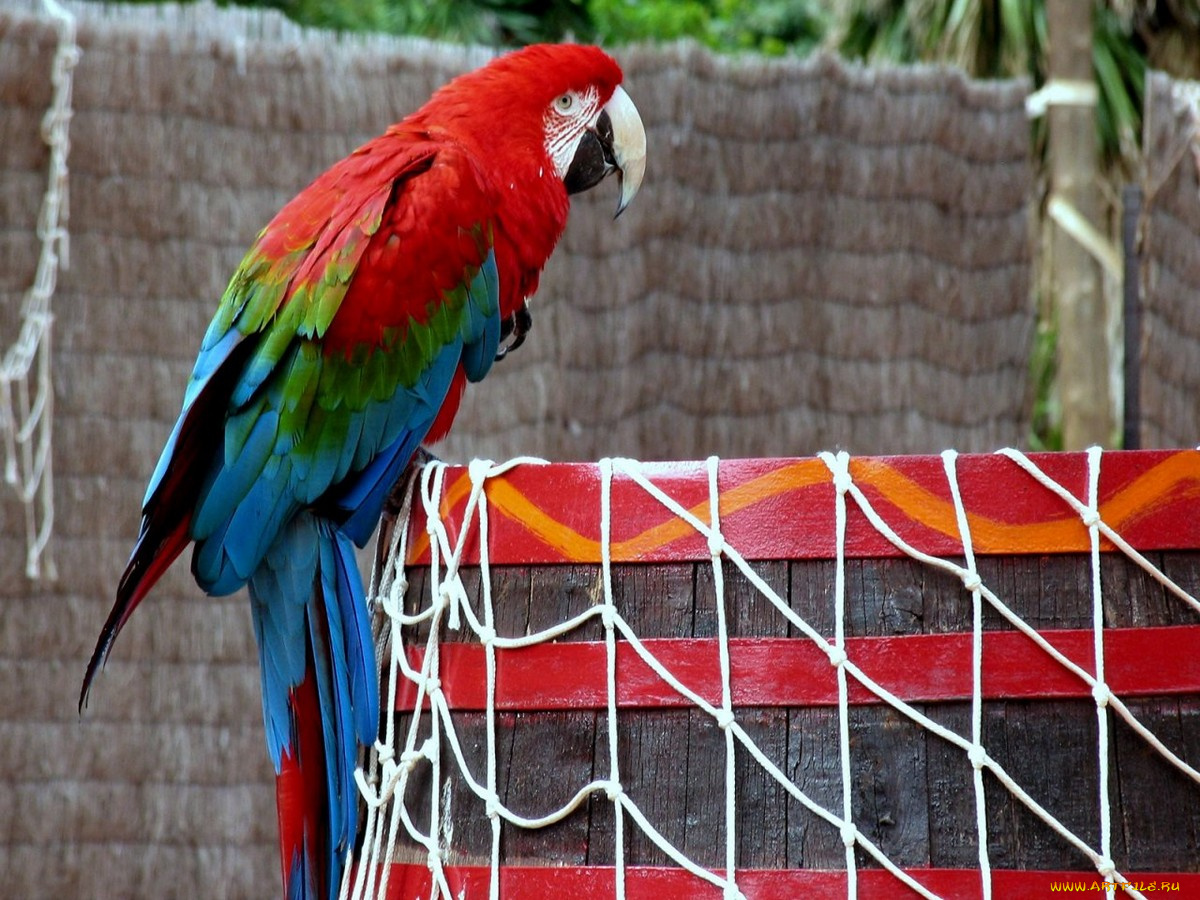 животные, попугаи