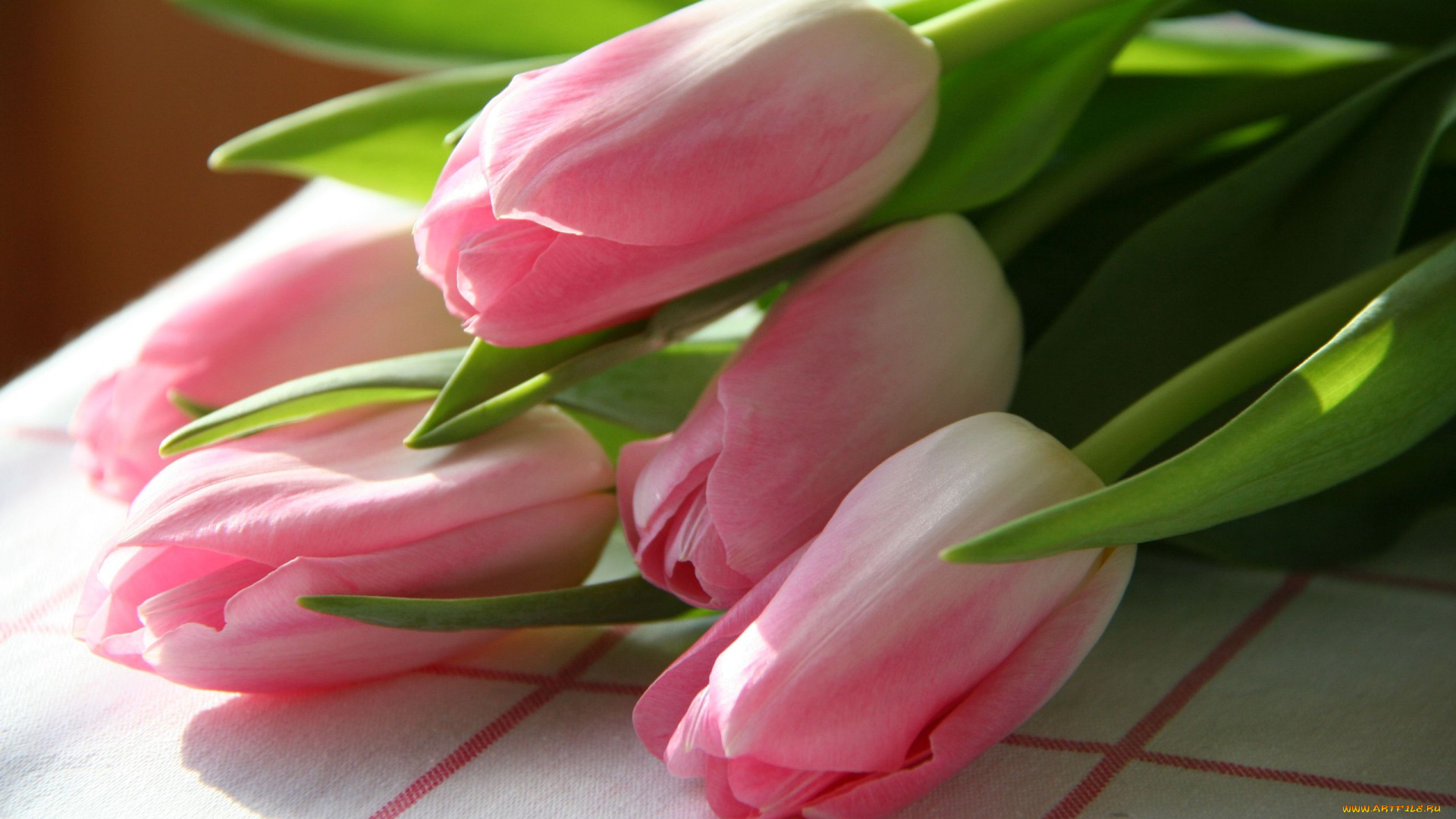 цветы, тюльпаны