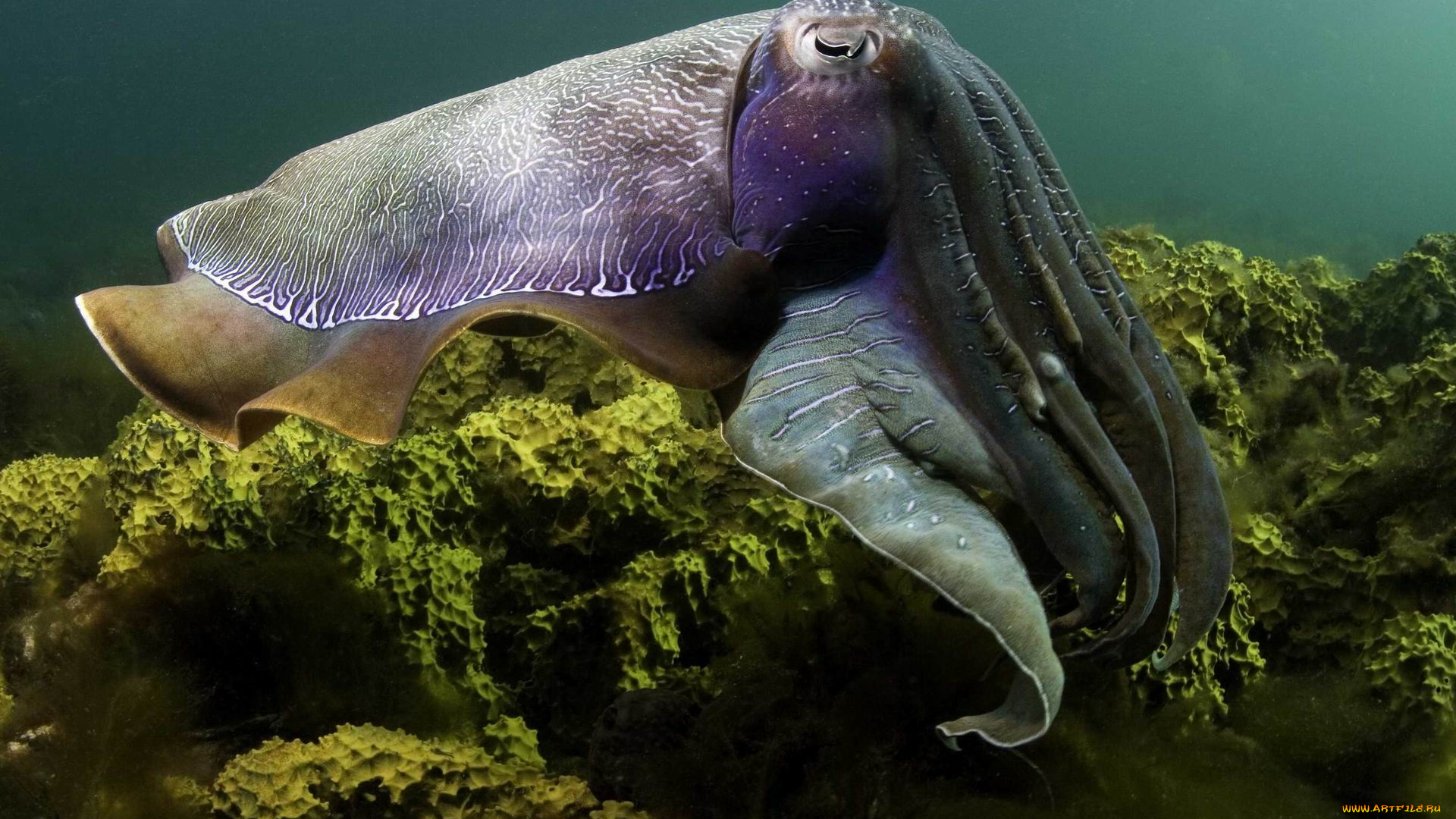 животные, морская, фауна