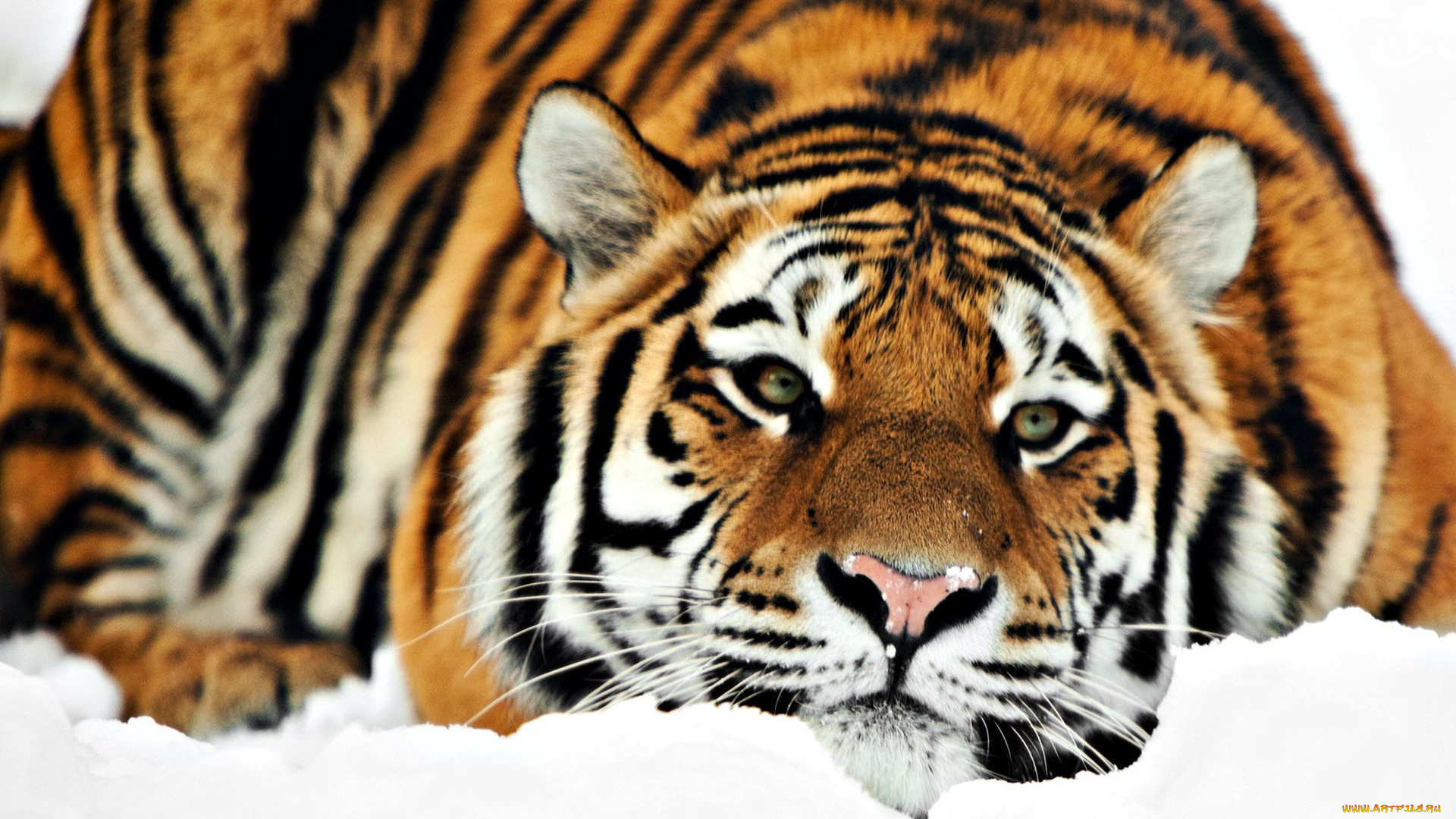 животные, тигры