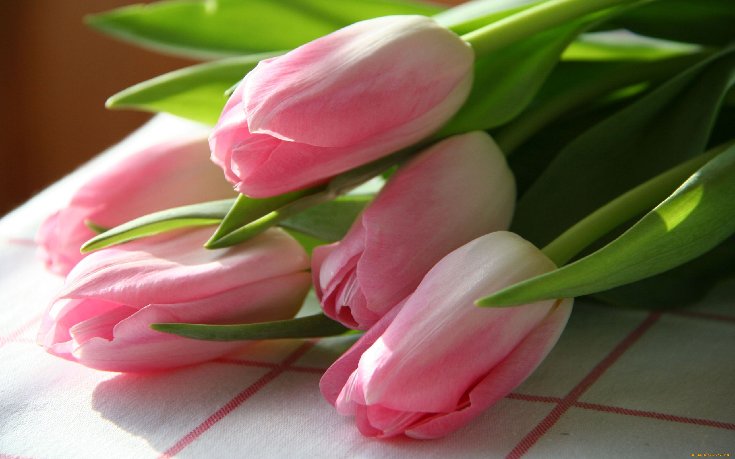 цветы, тюльпаны