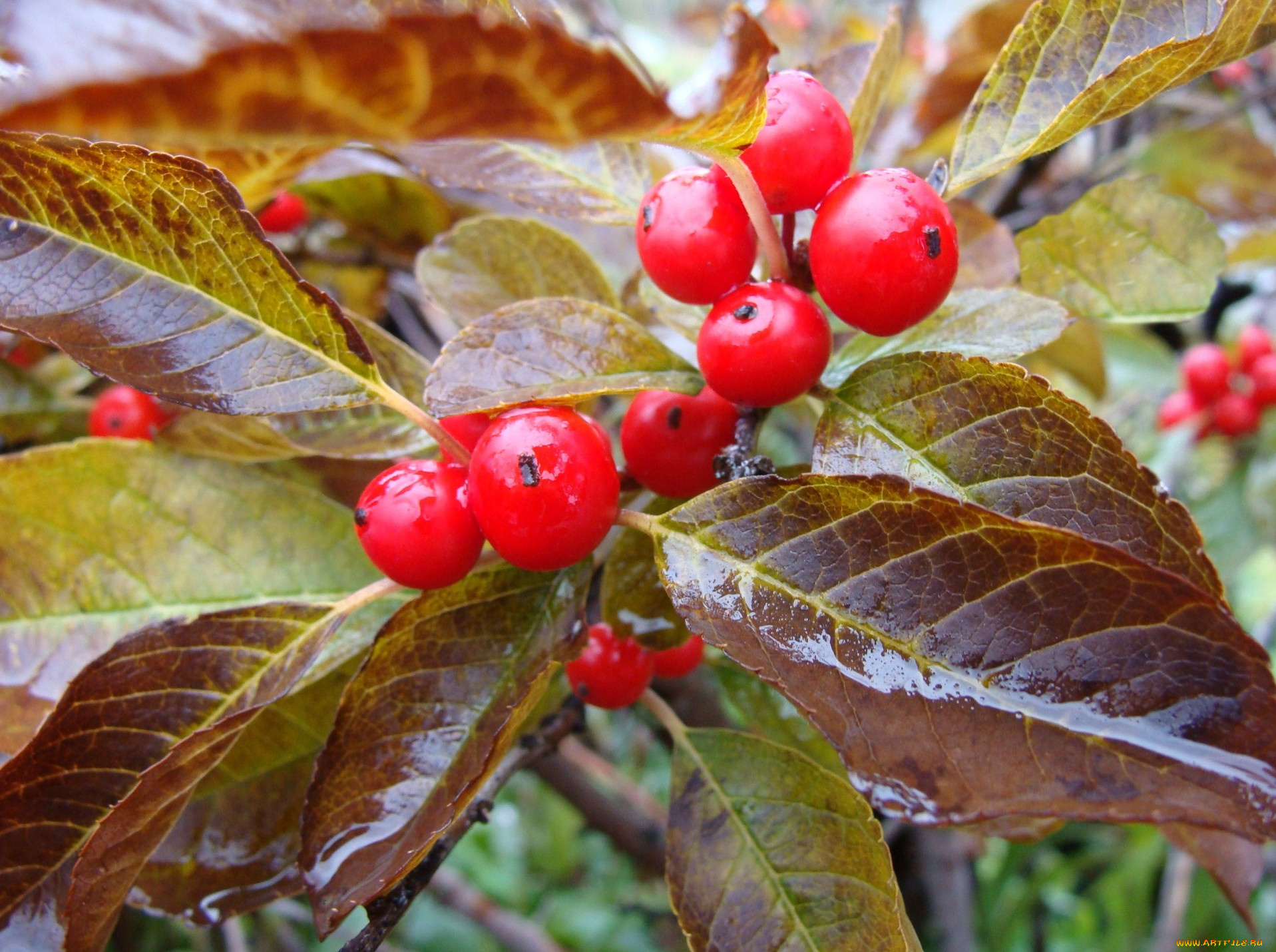 природа, Ягоды, листья