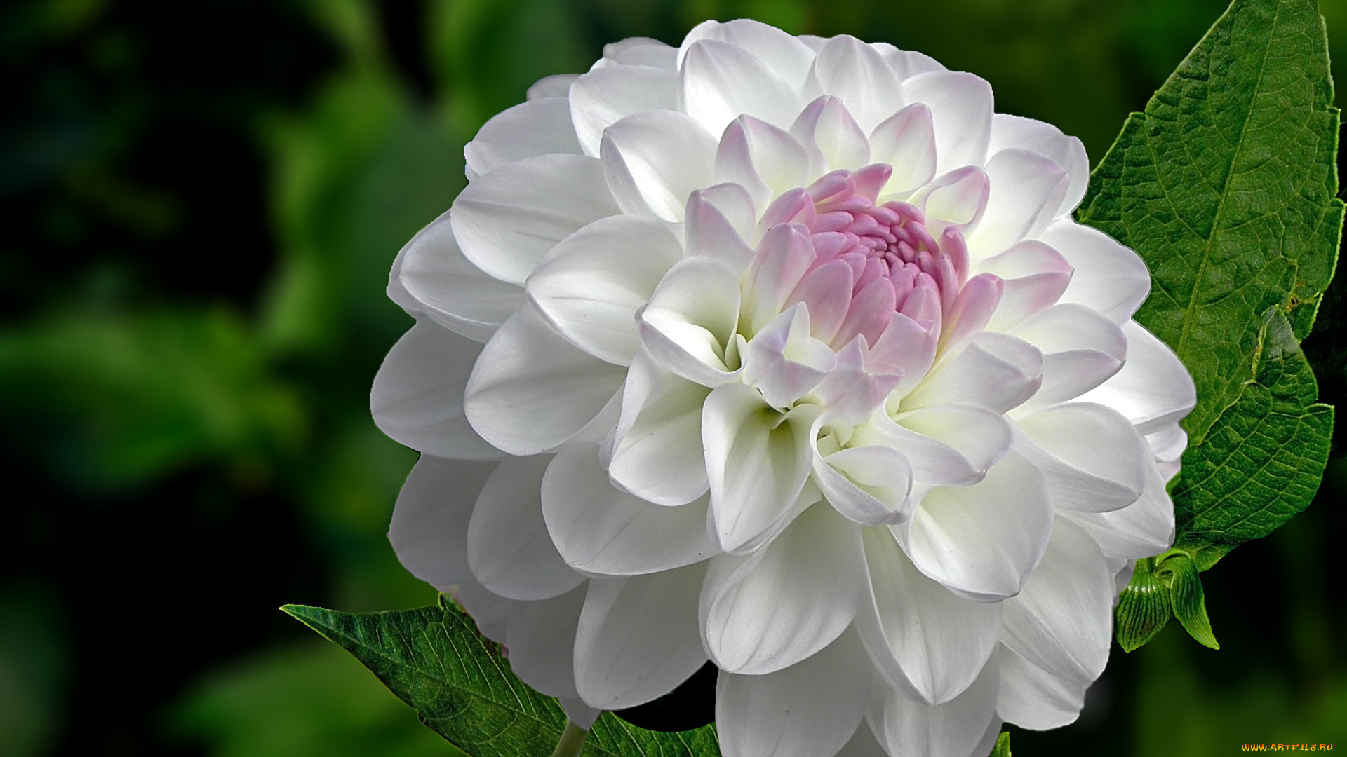 цветы, георгины, лепестки