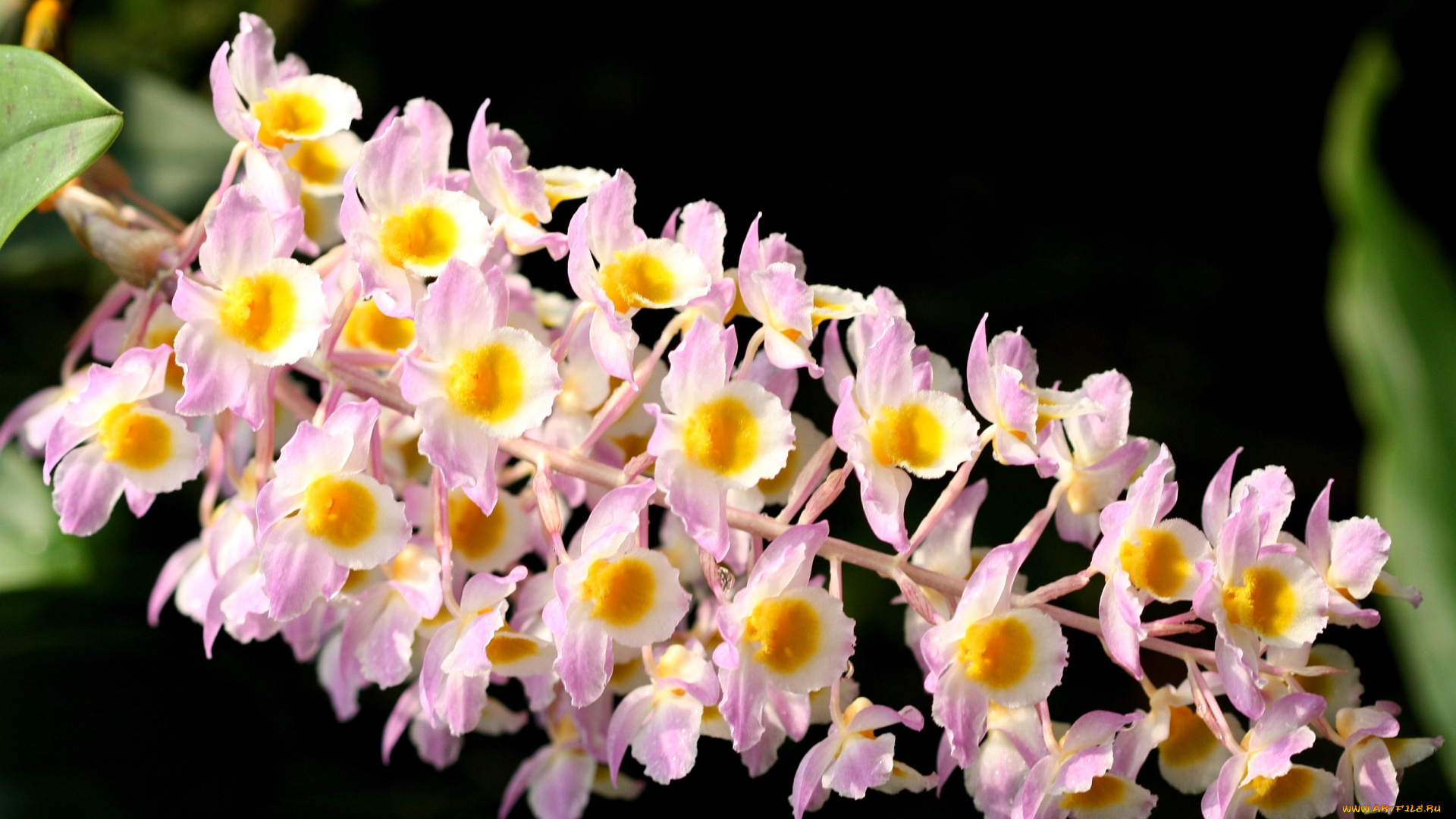 цветы, орхидеи, ветка, розовый