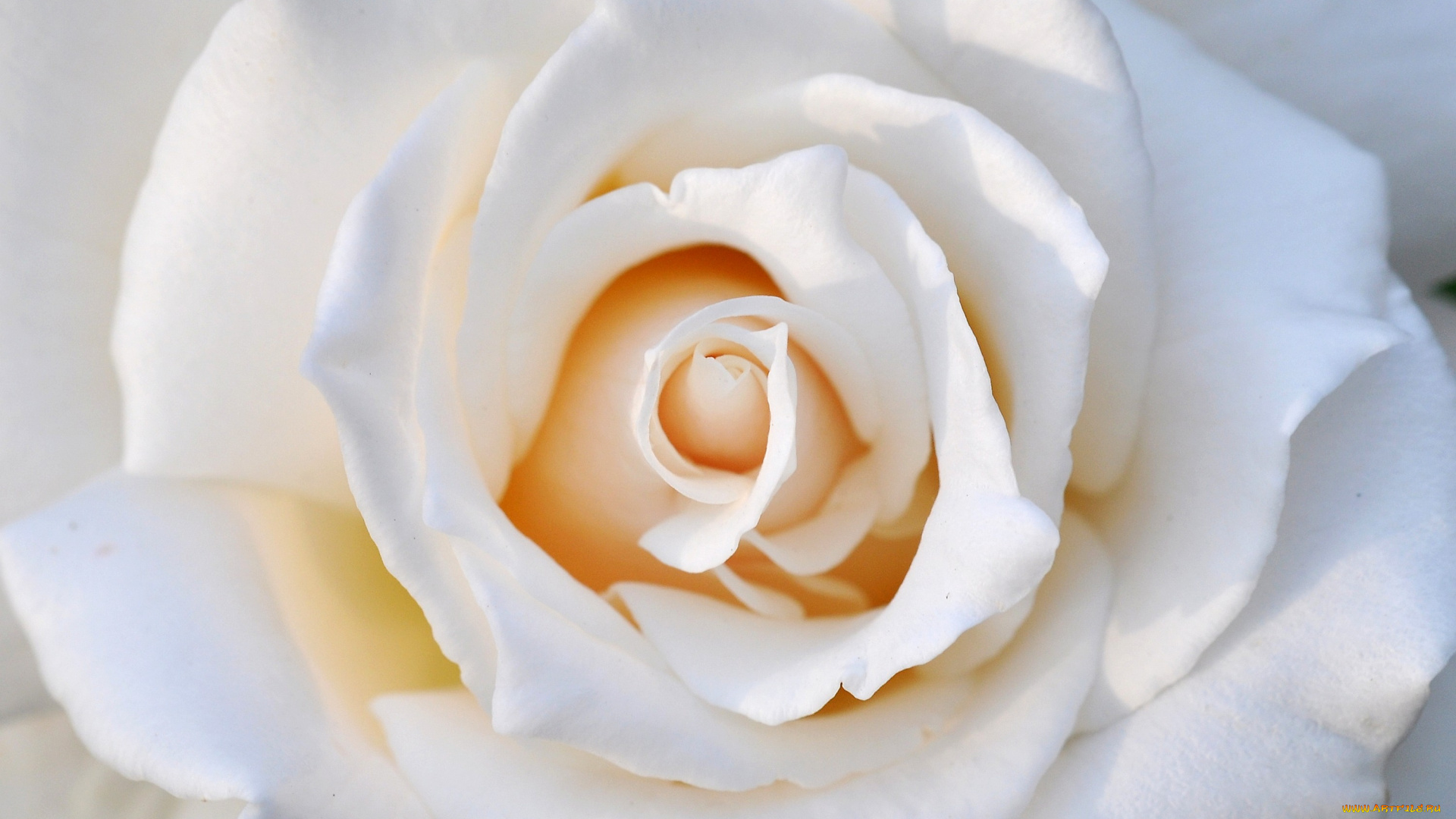 цветы, розы, белый, лепестки