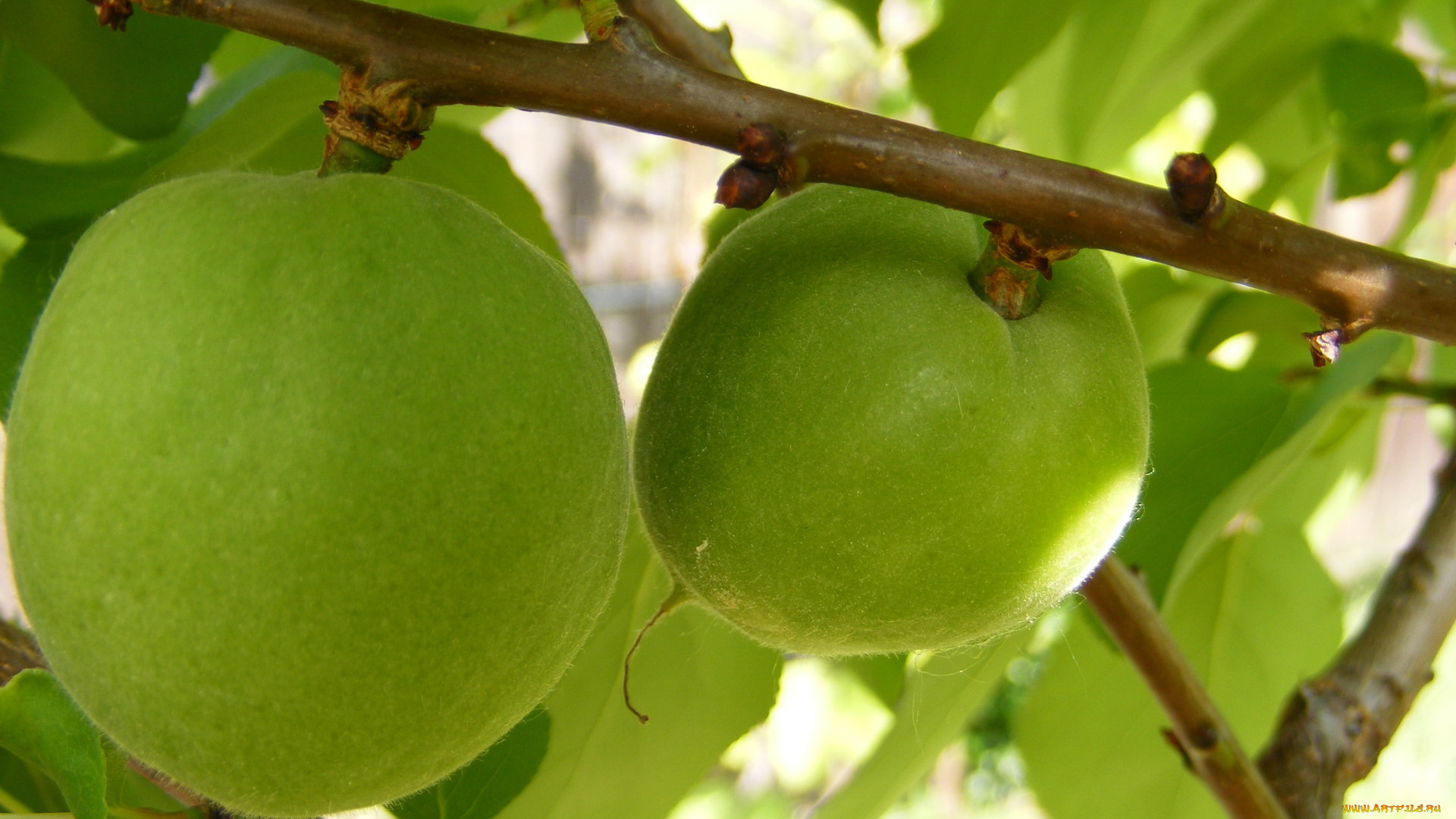 природа, плоды, ветки, зеленые, персики